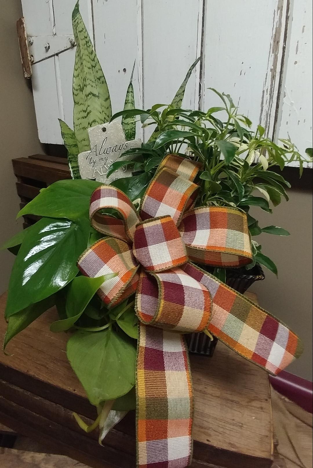 Dishgarden with Keepsake Cross Custom Design by Cold Spring Floral - This Dish Garden contains a variety of Green Plants arranged in a Metal Container, with a Keepsake Cross. All items pictured are subject to availability, variety and may vary in color and size. If interesting in sending a  Dish Garden with or without Keepsake item added please call us at 320-685-8624 to check availability. 