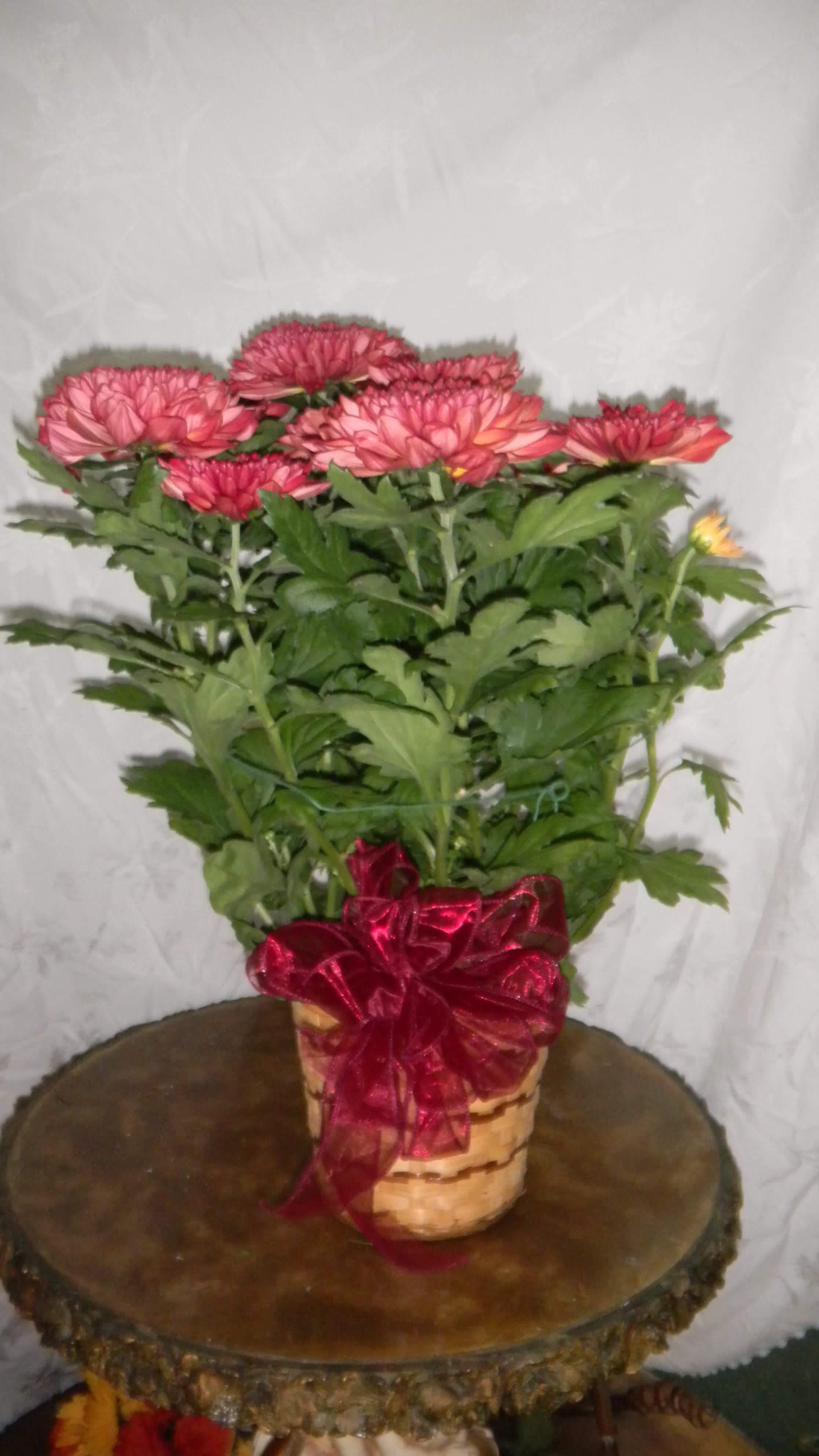 Mum Plant Mum Plant - This beautiful blooming plant comes in a variety of colors such as bronze, white, purple, yellow, cream and more. It is dressed with a basket and a bow. Mums are the perfect plant to send to the gardener in your life. It can be planted in the yard and will come back each year. Send one today.