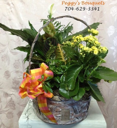 Kalanchoe Garden Kalanchoe Garden - Green plants with a kalanchoe (color may vary) . This is a bright and lovely way to show someone that you care.