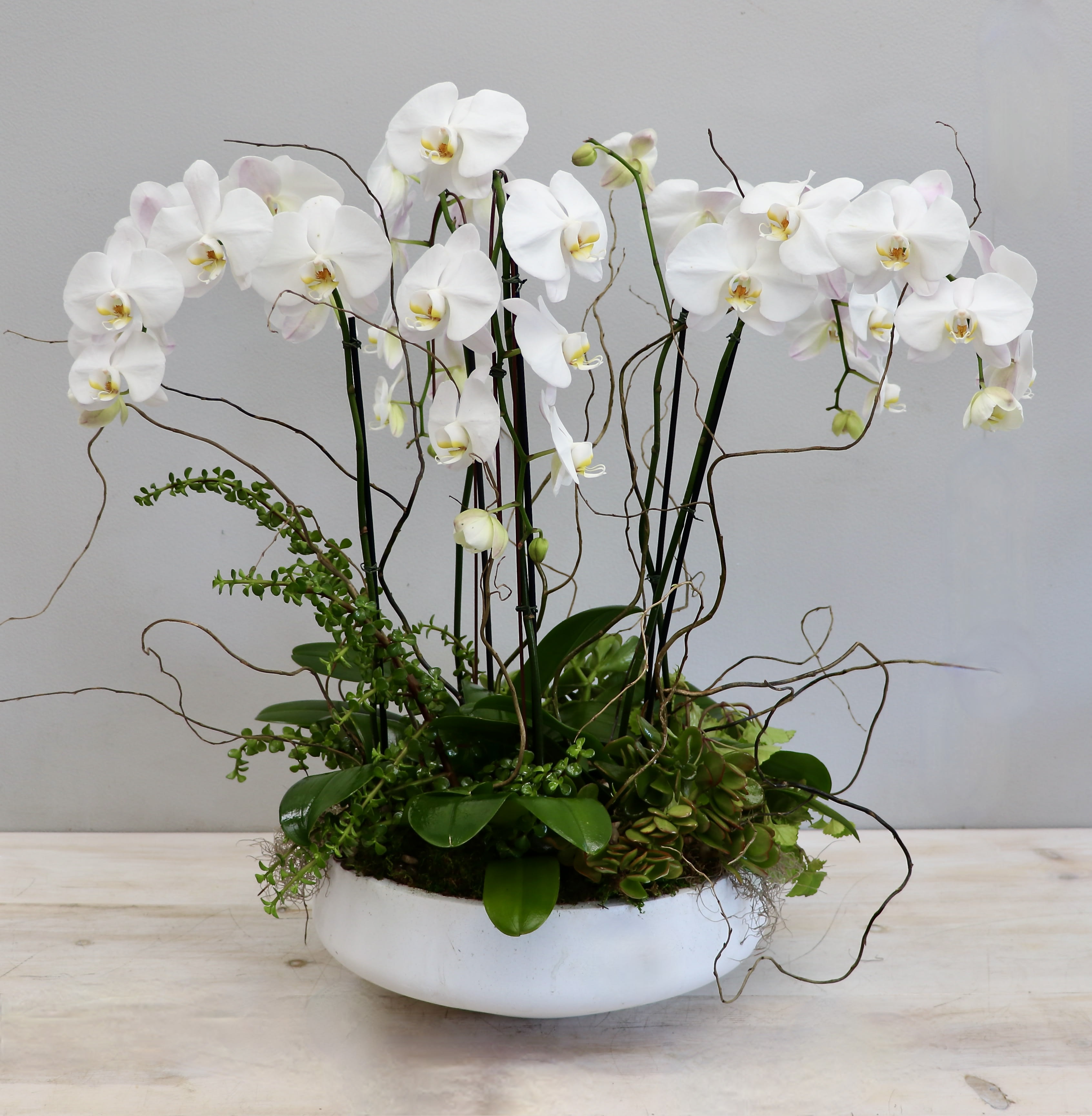 Orchid Succulent Garden - My Glendale Florist - This arrangement holds three large orchids nestled in a bed of moss with a variety of succulents.
