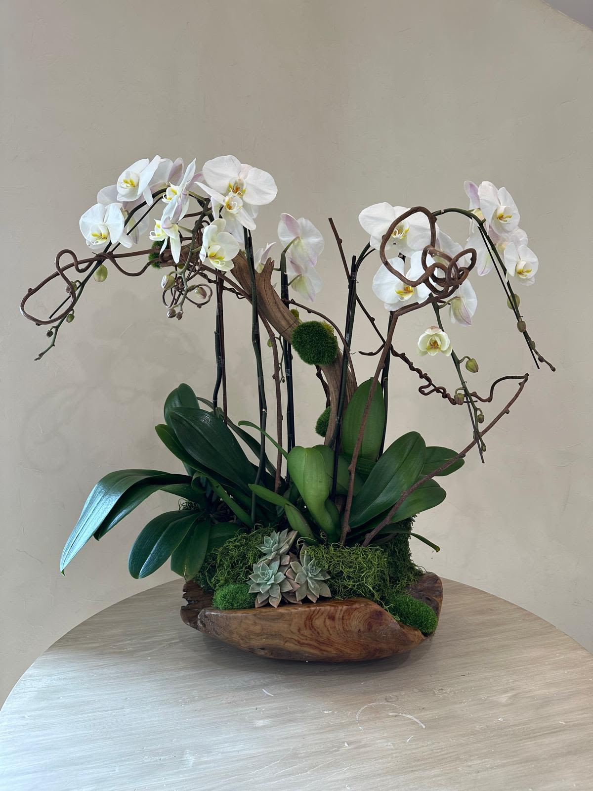 Serenity - A captivating arrangement with pristine white orchids set atop a rustic wood base, surrounded by soft green moss and miniature succulents. This earthy, elegant design brings a touch of tranquility and nature, making it an ideal gift for any occasion.