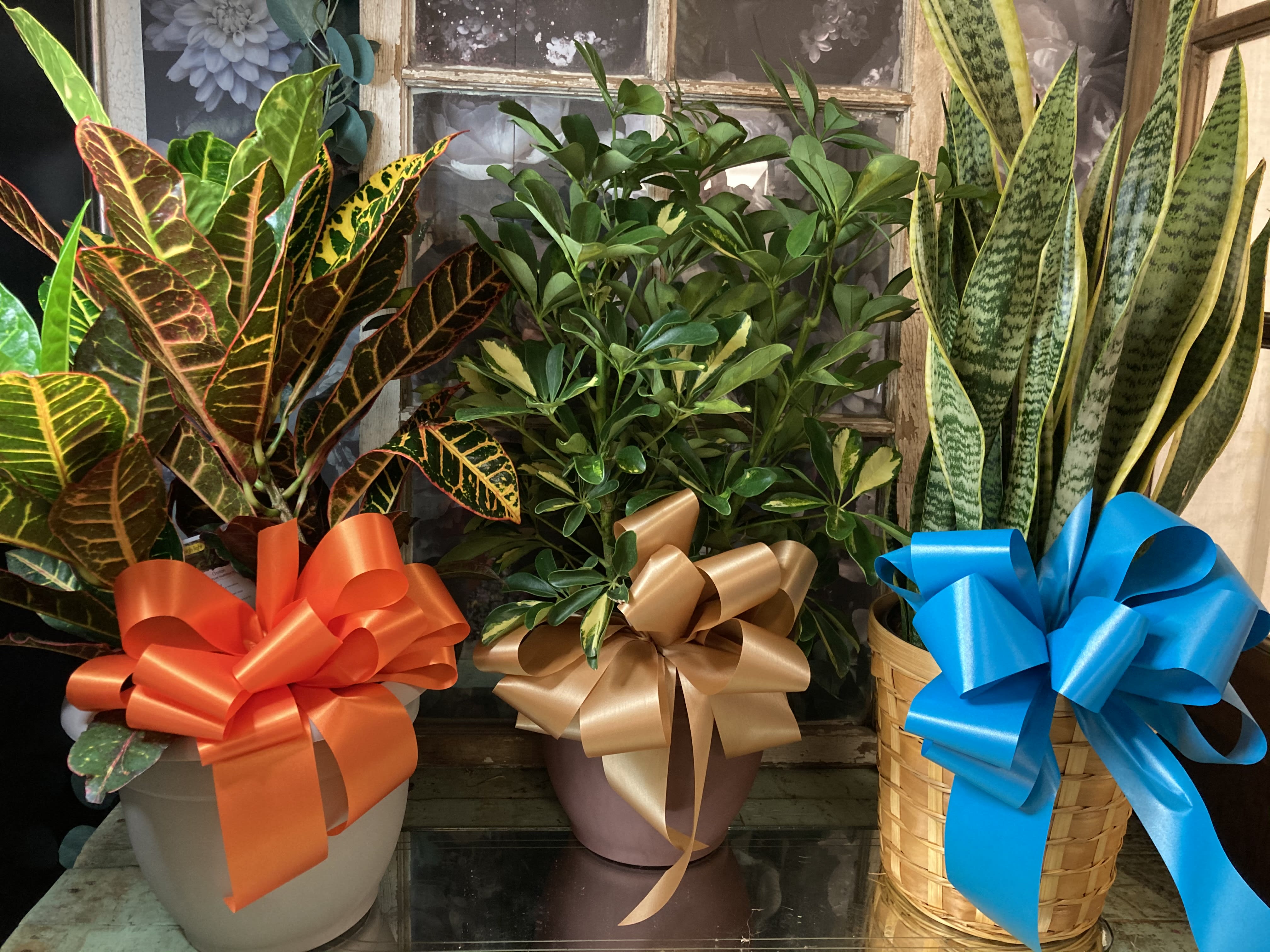 Three potted houseplants with large decorative bows