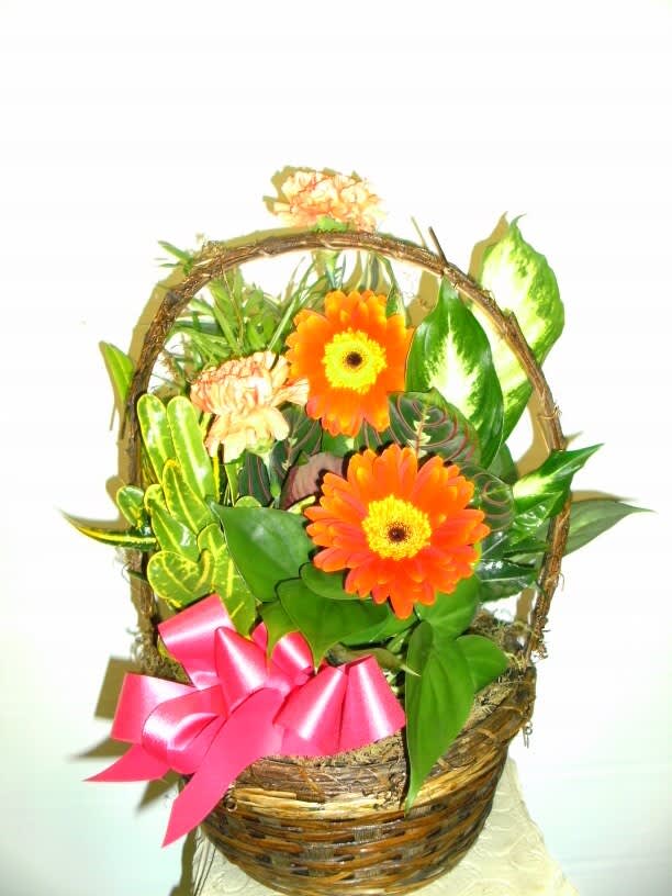 8&quot; Basket with Flowers - 8&quot; basket of green plants with gerbera daisies &amp; carnations.