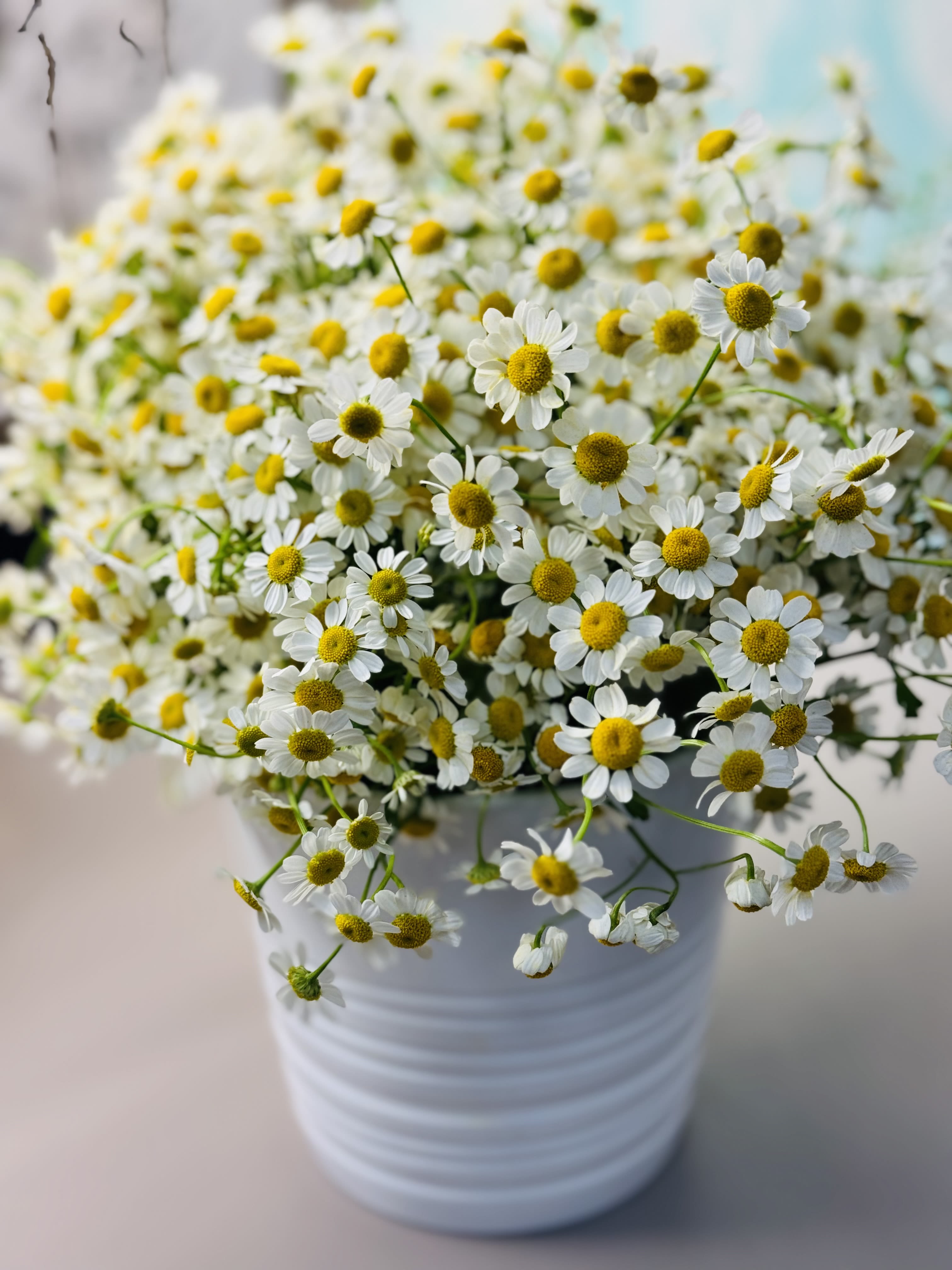 Chamomile Please - Strictly Chamomile fits neatly in a vase