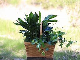 Double Basket - A double basket features a green plant and a blooming plant. We will use what's in season.