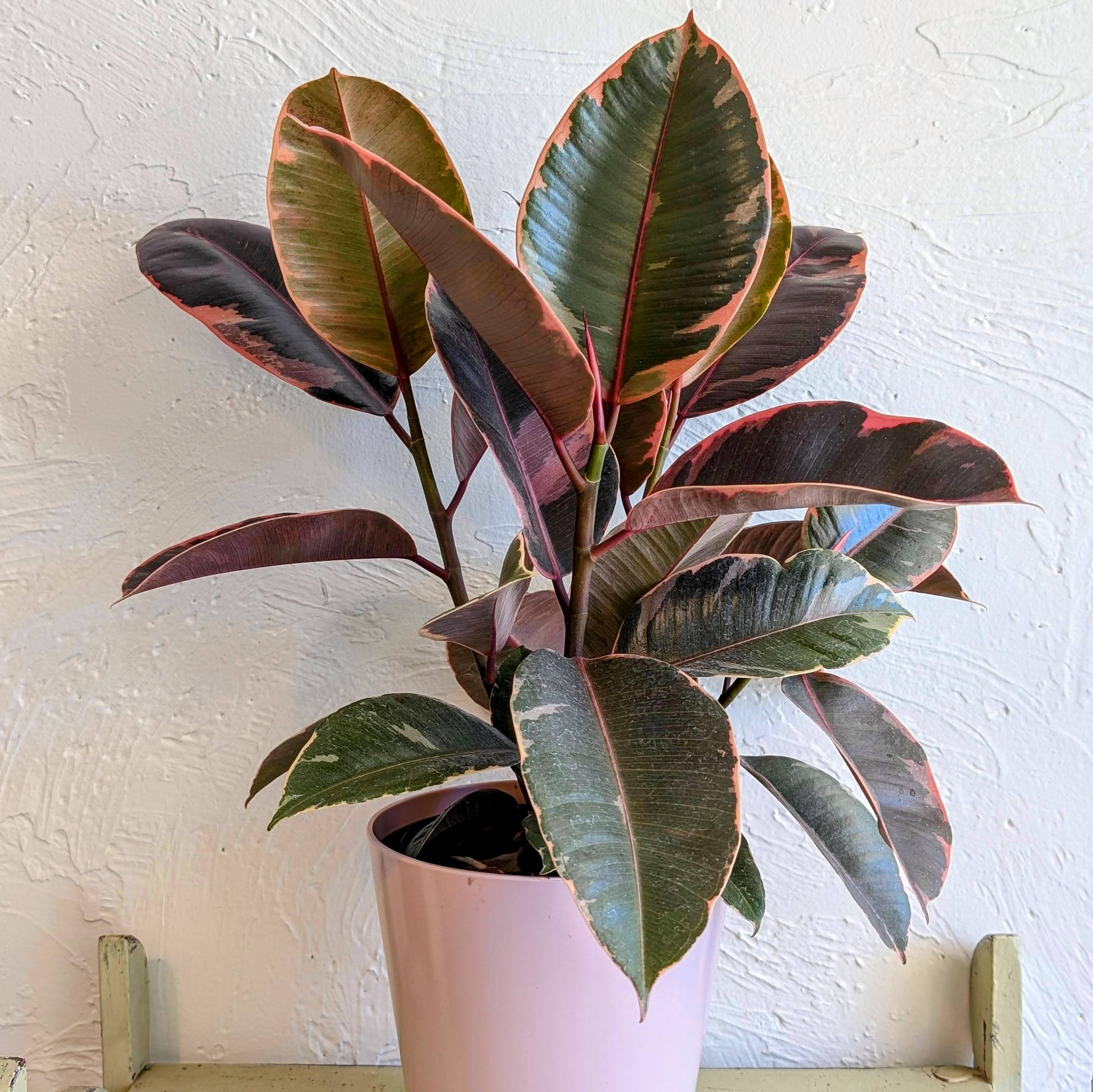 Pink Rubber Plant - Introducing the Pink Rubber Plant, a stylish and vibrant addition to any indoor space. Known for its glossy, pink-tinged leaves that add a pop of color, this plant combines aesthetic appeal with low maintenance. Thriving in bright, indirect light and requiring occasional watering, it's perfect for adding a touch of modern charm to your home or office decor.
