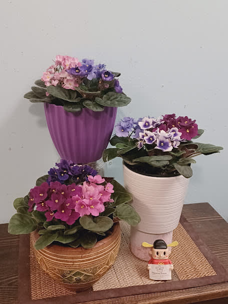 Spirited African Violet Planter Spirited African Violet Planter - Celebrate the essence of devotion and maternal wisdom with our African Violet Planter. Nestled in a 6-inch pot, this exquisite arrangement features three vibrant color varieties of African violets, known for their lush, velvet-like leaves and radiant blooms. These enchanting plants are emblems of motherhood and feminine energy, resonating deeply with many on a personal level. Perfect for honoring the special person in your life, the African Violet Planter brings a touch of elegance and heartfelt sentiment to any space.