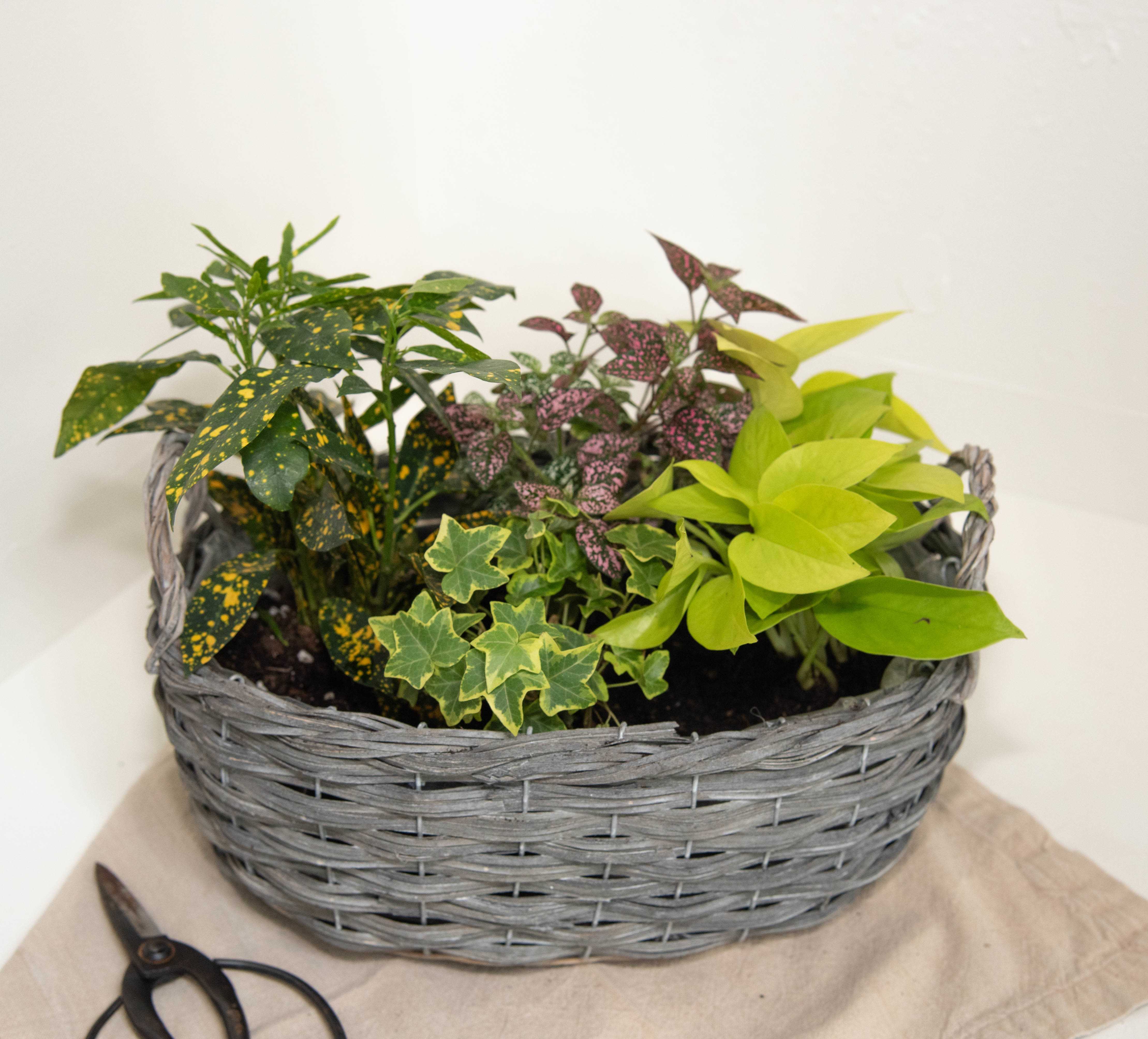 Peaceful Garden Basket - This versatile basket of potted green plants adds beauty, life and fresh air to any space. It's a long-lasting gift that communicates your love and best wishes, no matter the occasion. This green garden of growing plants includes croton &quot;gold dust,' Hypoestes, Irish Ivy &amp; Neon Pothos.  The plants are thoughtfully arranged in a medium side-handle basket.