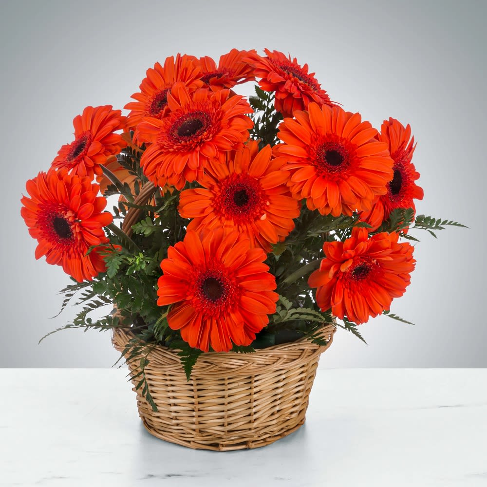 Make it Pop by BloomNation™ - Who doesn't love a bright basket of beautiful gerbera daisies? Featuring coral gerberas this arrangement is portable joy, and sure to brighten anyone's day. Send it to celebrate birthdays, a special holiday or occasion, or just because.  DETAILS Coral orange gerbera daisies, greenery, arranged in a basket.   BASKET INCLUDED Orientation: Standard: One-Sided. Deluxe and Premium All-Around Item #NF-532  FLORIST-TO-DOOR Same day flower delivery on most orders placed online by 12 pm or 10 am on weekends PST.  BLOOM DETAILS Coral Gerbera Daisies Greenery  The Standard Arrangement is approximately 12&quot; D x 12&quot; H. (SHOWN) (12 stems) The Deluxe Arrangement is approximately 12.5&quot; D x 12.5&quot; H. The Premium Arrangement is approximately 13&quot; D x 13&quot; H.  How to place an order? 1. You can place an order directly on this secure website OR 2. You can call in your order by dialing: (323) 262 - 9238 OR 3. You can visit our store (appointment recommended 323.262.9238)  NINFA'S FLOWERS 2405 WHITTIER BLVD. LOS ANGELES, CA. 90023  ATTENTION: *Please note that on busy holidays, Valentine's Day, and Mother's Day, we cannot verify if the recipient received the flowers until the following day. You can verify delivery on the website after 10:00 pm, call 323.262.9238 the following day after 10:00 am, or contact the recipient directly. Thank you for your patience and understanding.