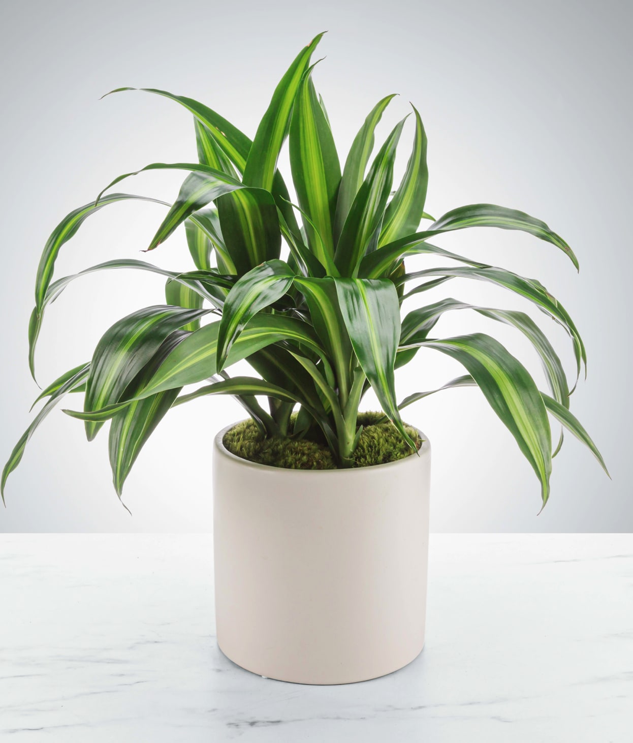 Dracaena Plant Dracaena Plant - Named after dragons and referred to as the dragon plant, these plants do an excellent job filtering the air, looking pretty, and being relatively sturdy. Send them to your favorite plant parent or plant newbie.