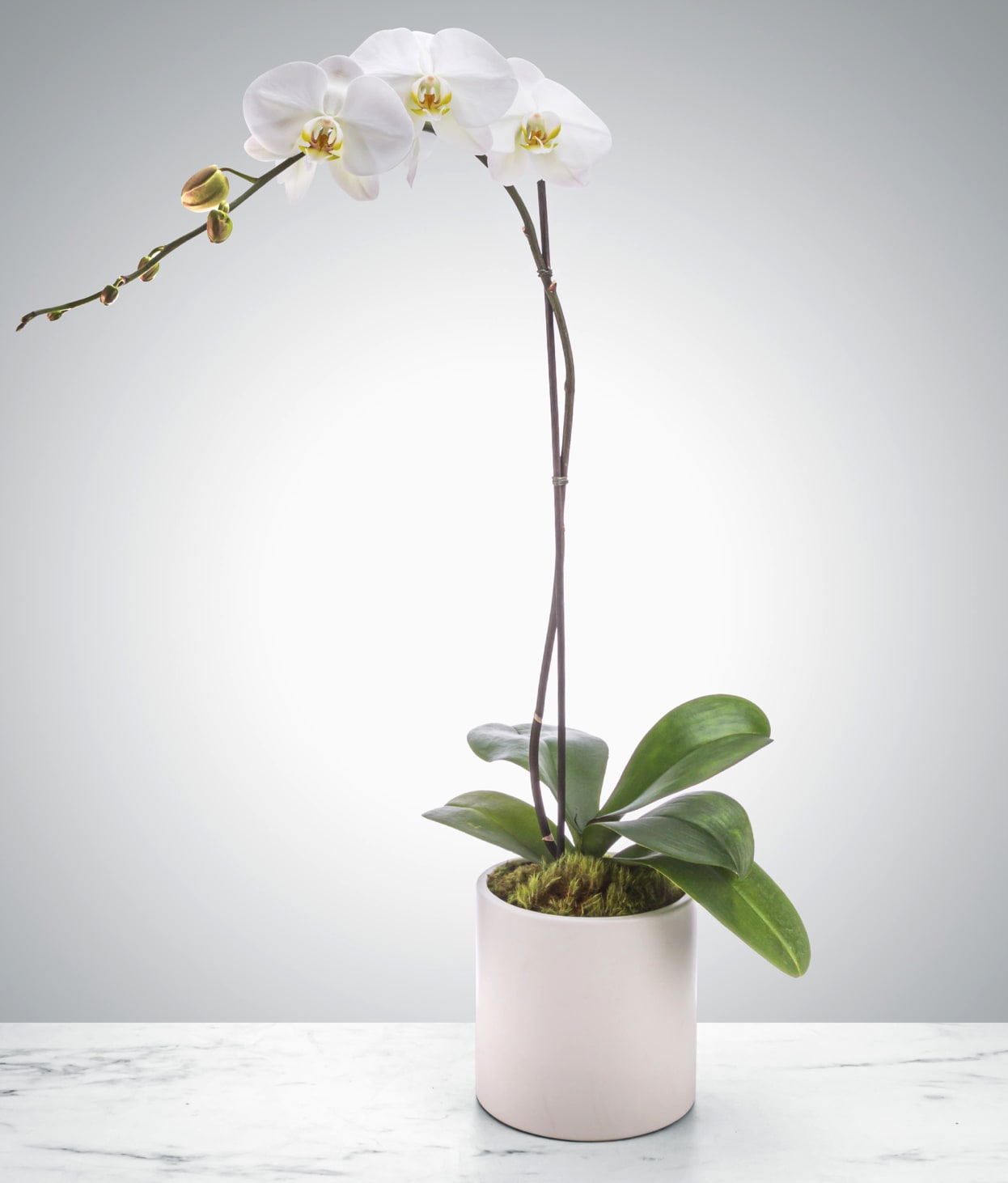 Single Stem Orchid Single Stem Orchid - A beautiful and classic single stem white orchid. Perfect for all occasions, bring it as a housewarming gift, a birthday, or anything in-between.