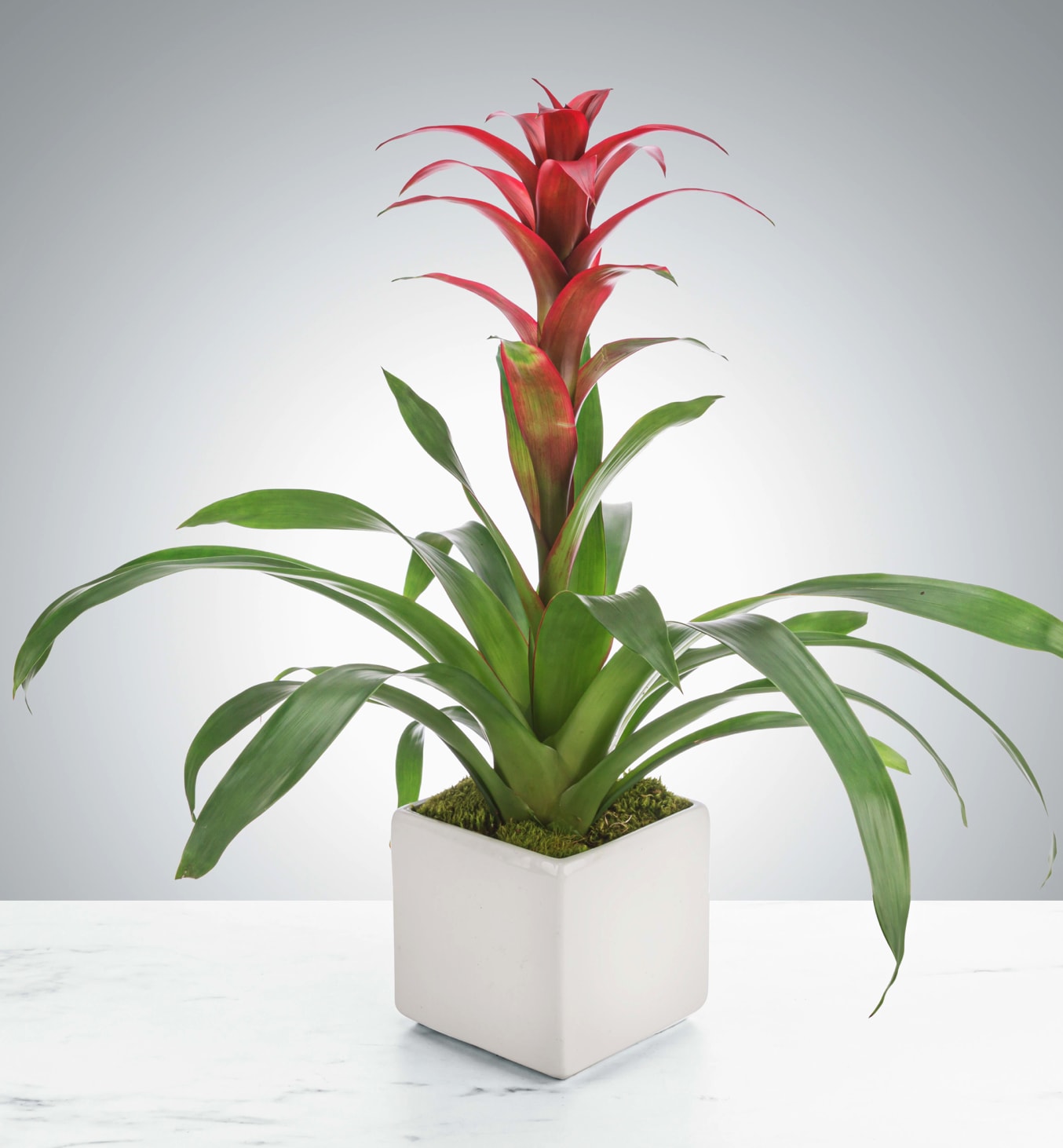 Tropical Bromeliad Tropical Bromeliad - A plant with a cool shape, bright color, that works as an air purifier AND is long-lasting? What more could you want from a house plant? The tropical bromeliad plant does best with moderate/bright light and loves humidity so they do great in a bathroom with a window.
