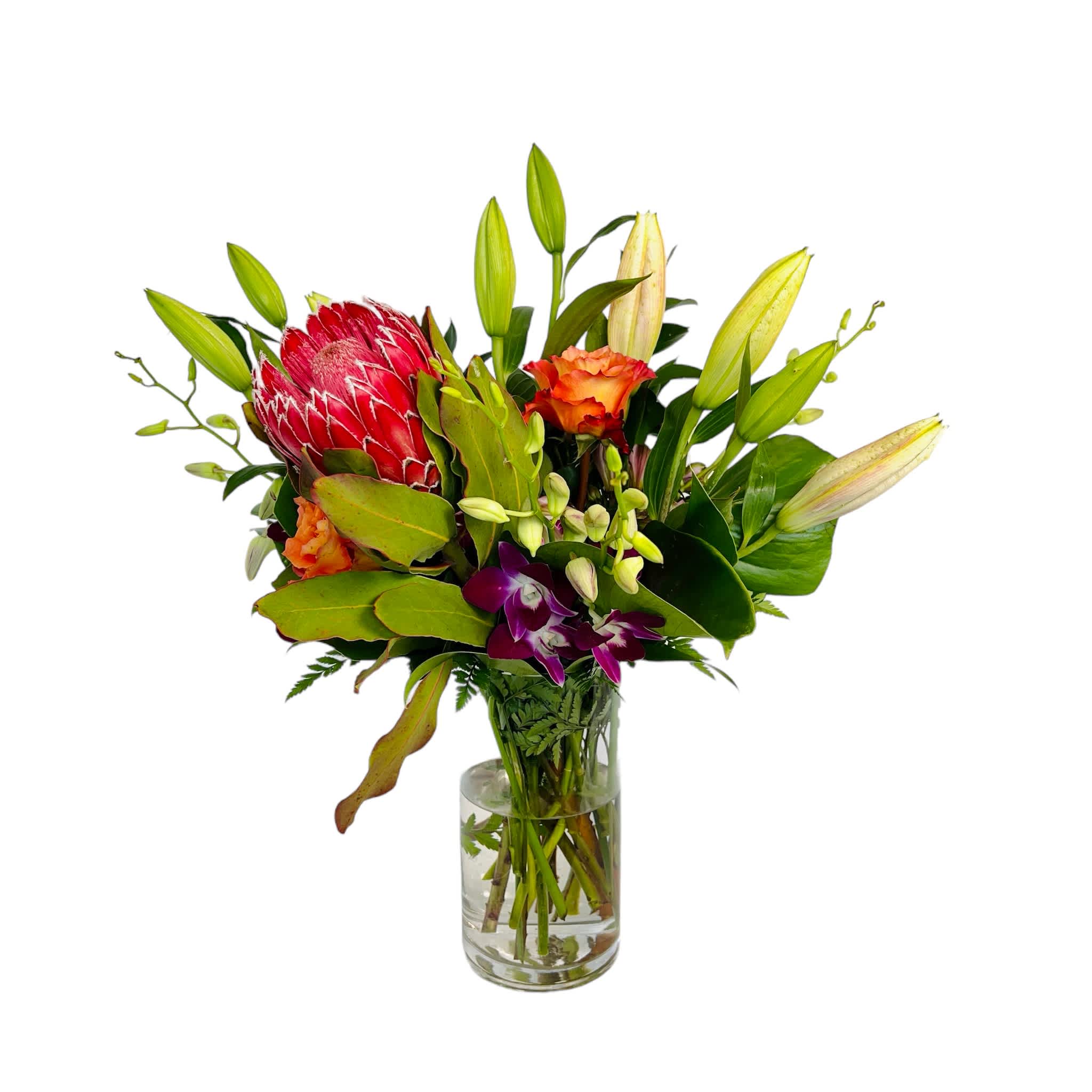 Tropical Momma - Mix of Tropical Beauties!