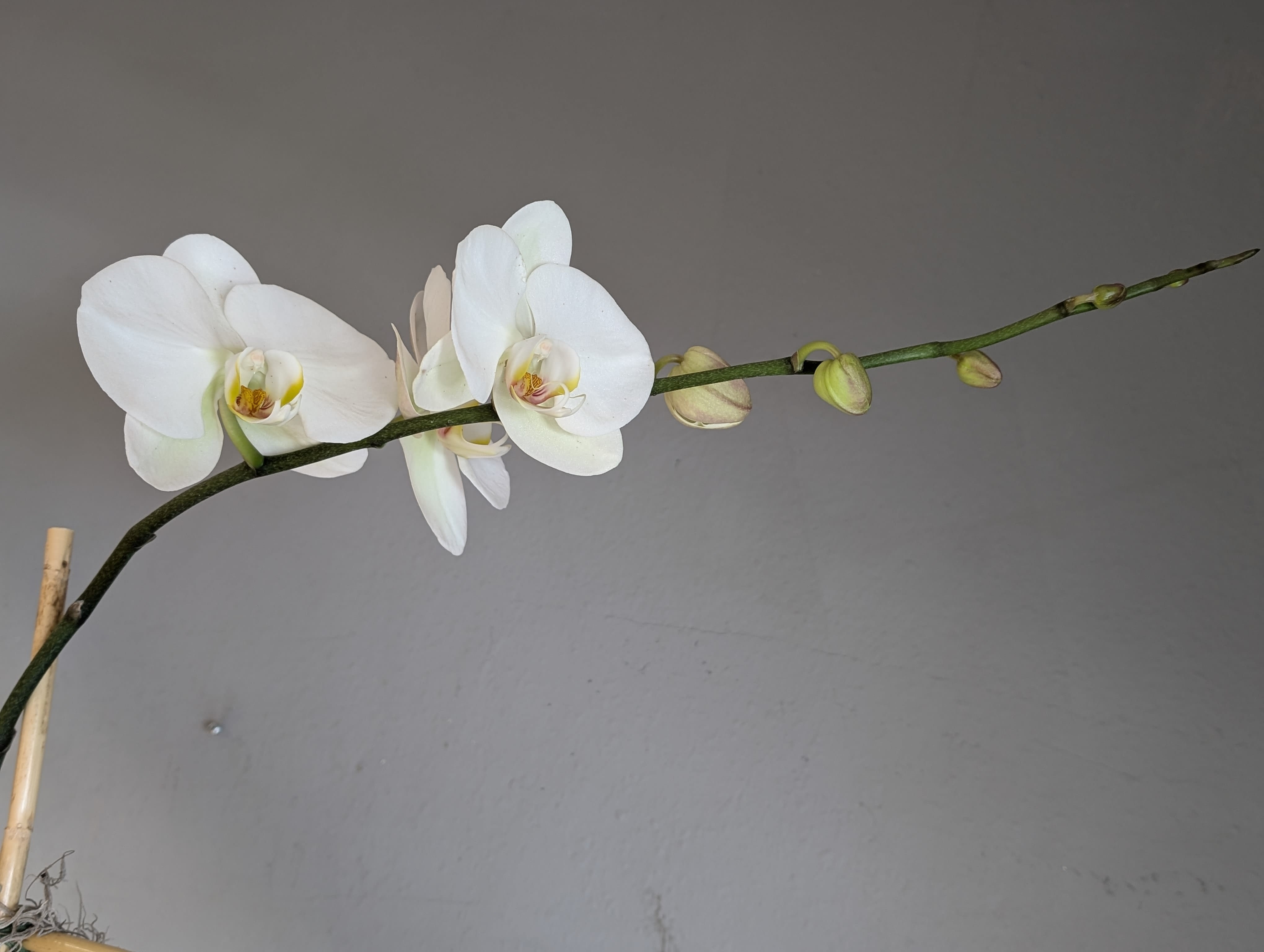 Pretty Chocolate Bouquet with Phalaenopsis Orchids Pretty Chocolate Bouquet with Phalaenopsis Orchids