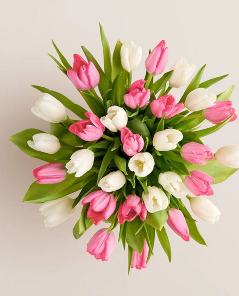 Pink and white tulips  - This beautiful arrangement of tulips in whites and pinks is a prefect gift for anyone, make her day today 