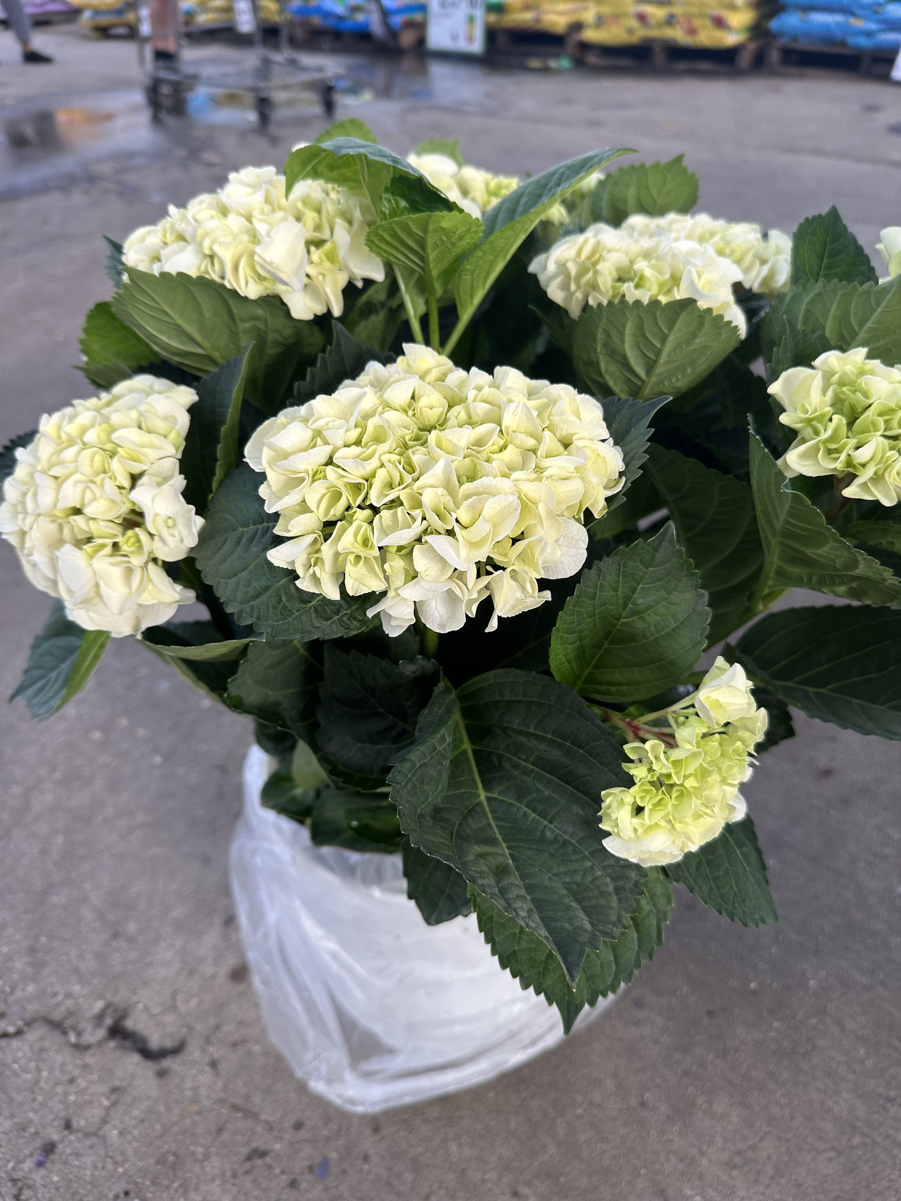 Hydrangeas plants 8 inches  - Beutiful hydrangea plants we have in different color perfect for any place decoration