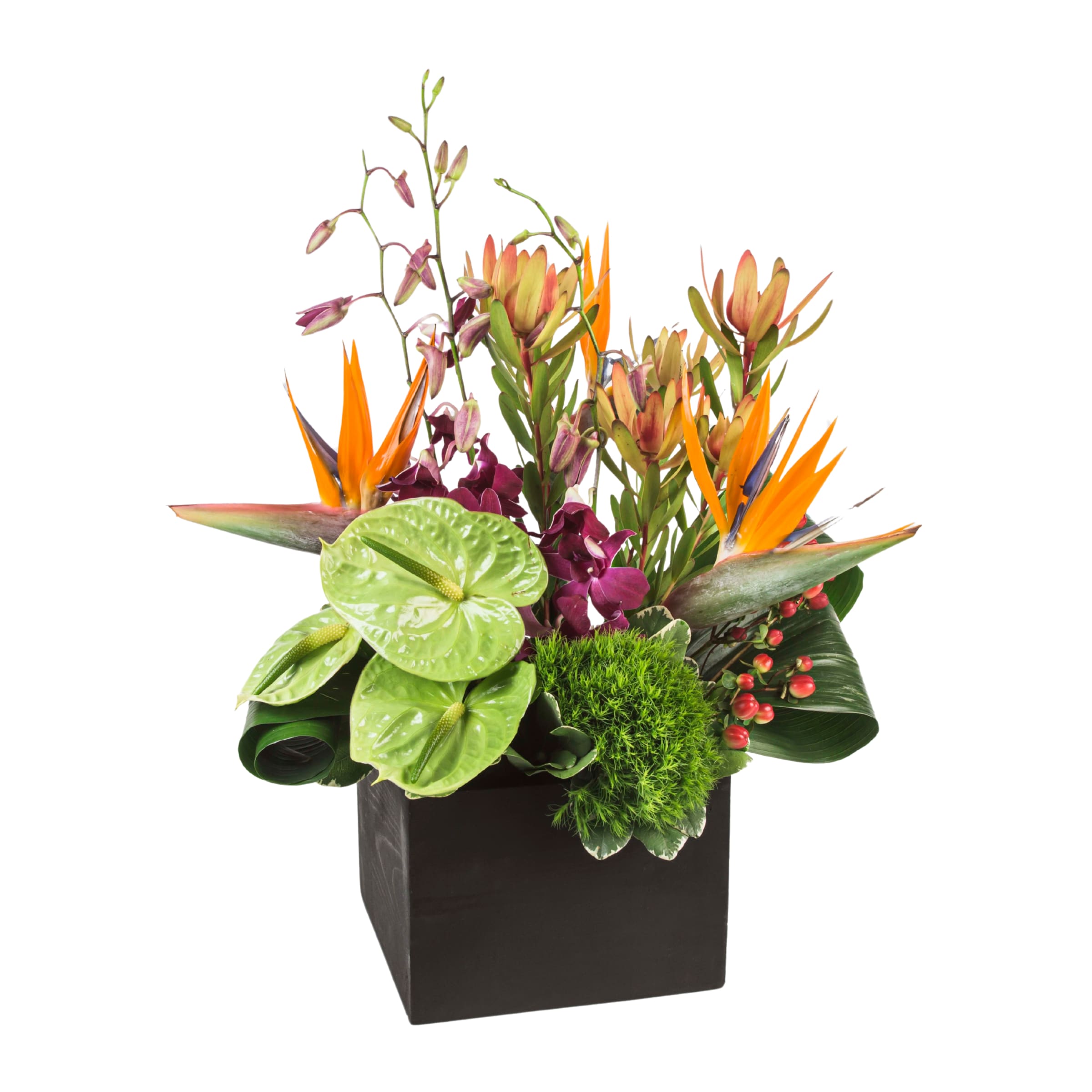 First Class First Class - This tropical arrangement is perfect for your traveling friend, business partner, or anybody who just wants to get away and daydream of vacation. Featuring items such as: birds of paradise, orchids and anthurium in a sleek container, First Class is a stylish tropical paradise. Containers and tropical product varies based on availability.