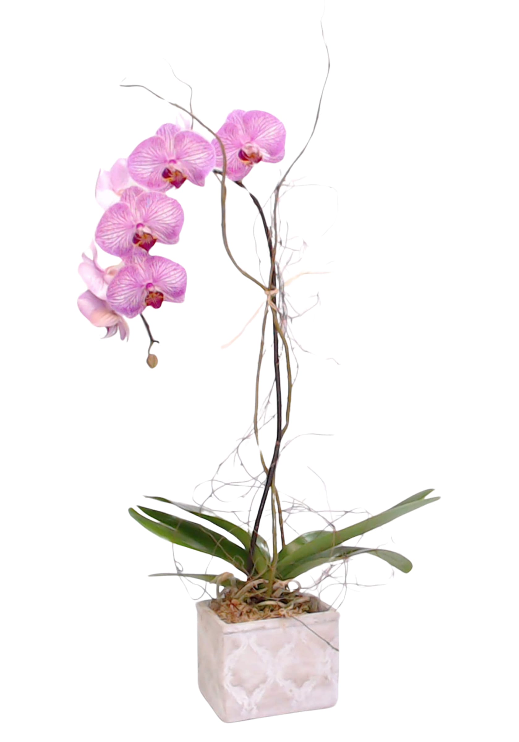 Phalenopsis Orchid Phalenopsis Orchid - Simple elegant orchid in a decorative ceramic vessel with wooded accents. (Vessels and orchid patterns vary)