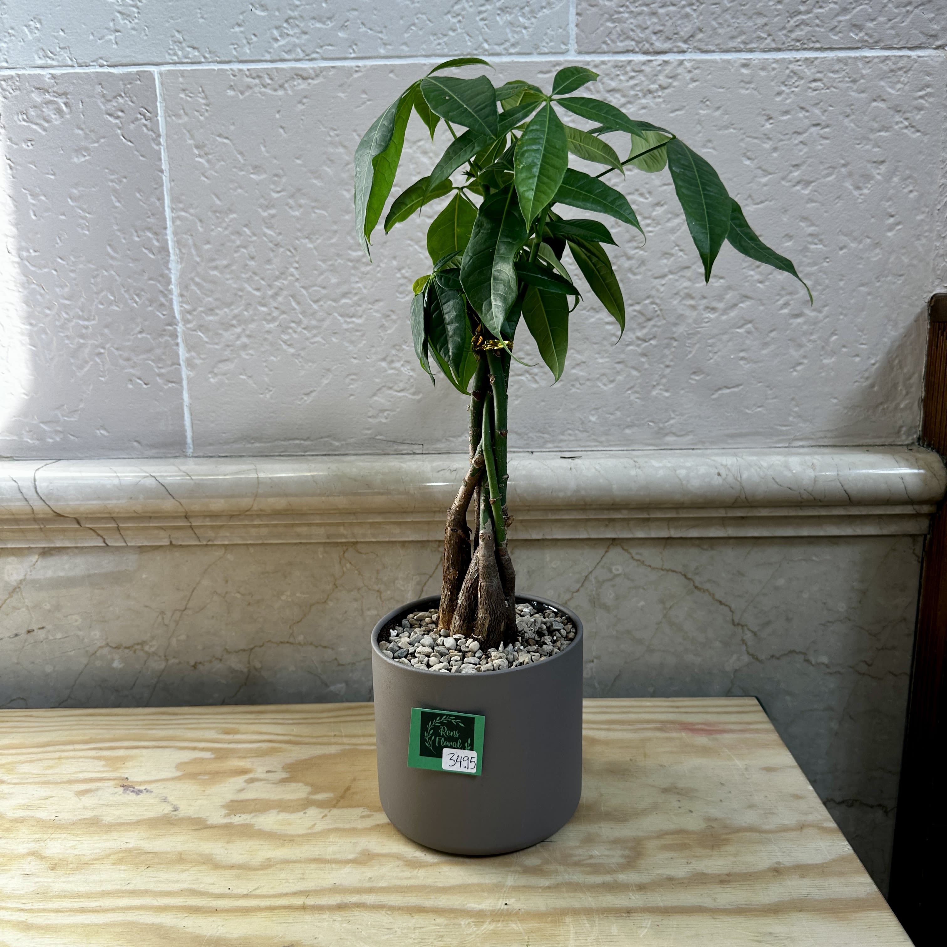 4 Inch Money Tree in Plastic Pot by Rens Floral