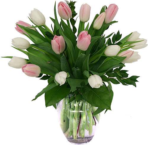 Pink & White Tulips Pink & White Tulips - Popular Spring tulips in white and pink, expertly arranged in a clear glass vase with added foliage.