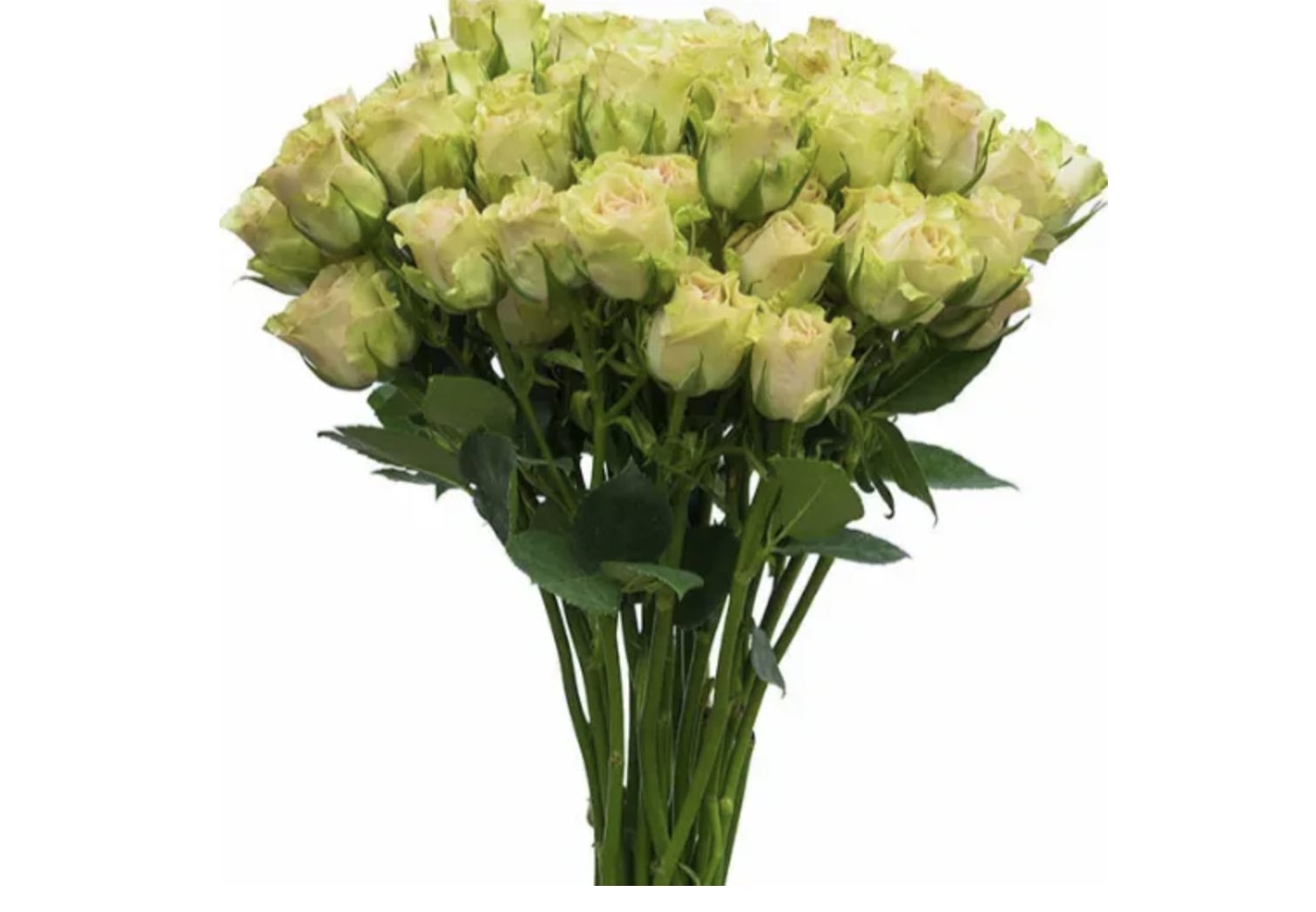 Green Packaged Roses Green Rosesby Houston Fresh Flowers