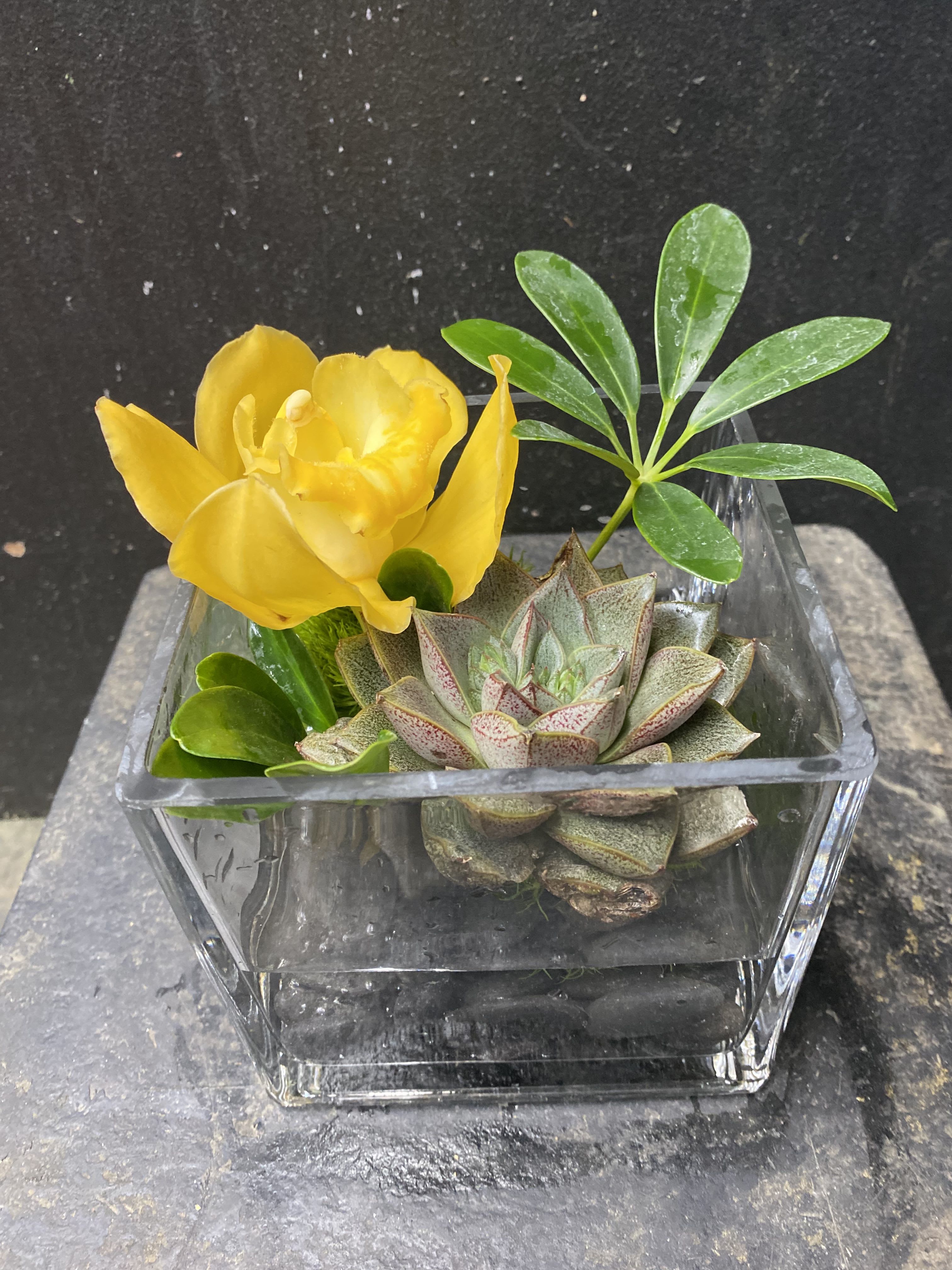 On the Rocks, Make It a Double On the Rocks, Make It a Double - Similar to the standard "On the Rocks" but with an added succulent or other element depending on availability. Clever 5" x 5" fused cube glass vase. Base of the vase will be rocks, resting upon it will be Green Trich, with an organic branch to create movement, with a Cymbidium Blossom. Ideal for a desk. Orchid Color will vary, depending on availability. We use flowers that are available at that given time. The look and the freshness of the flowers are always the most important, therefore the arrangement may vary. Substitutions may be made based on best product available.