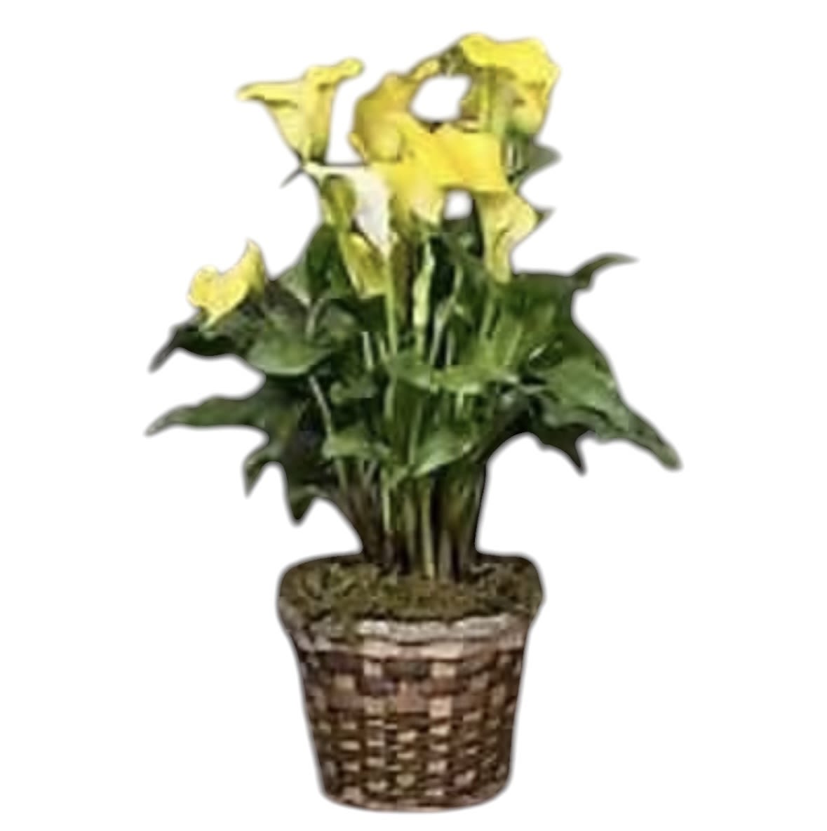 Calla Lily Plant Calla Lily Plant - Calla Lily plant. These come dressed up in a basket with a bow.  Call for current colors, subject to availability. Calla lilies are easy to grow and add a classy look to perennial gardens, cutting gardens and container plantings.