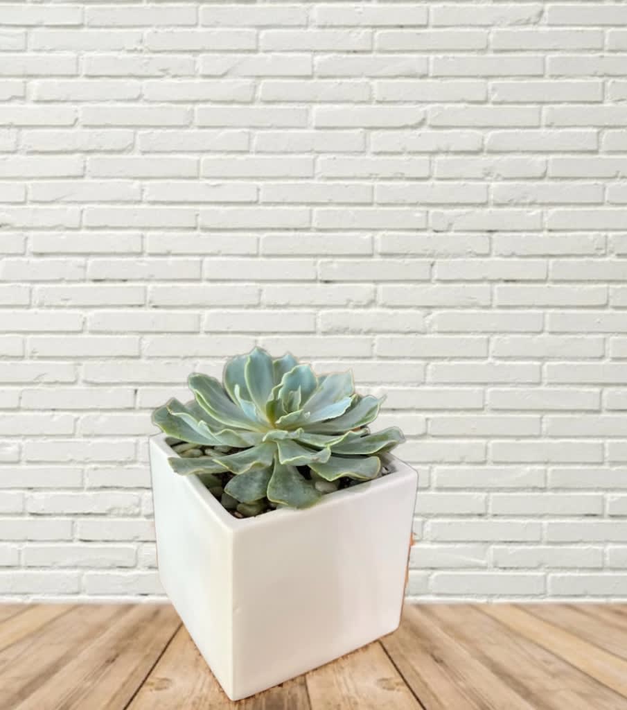 Simple Succulent Simple Succulent - 4" Succulent in a decorative pot with a Spanish Moss collar.