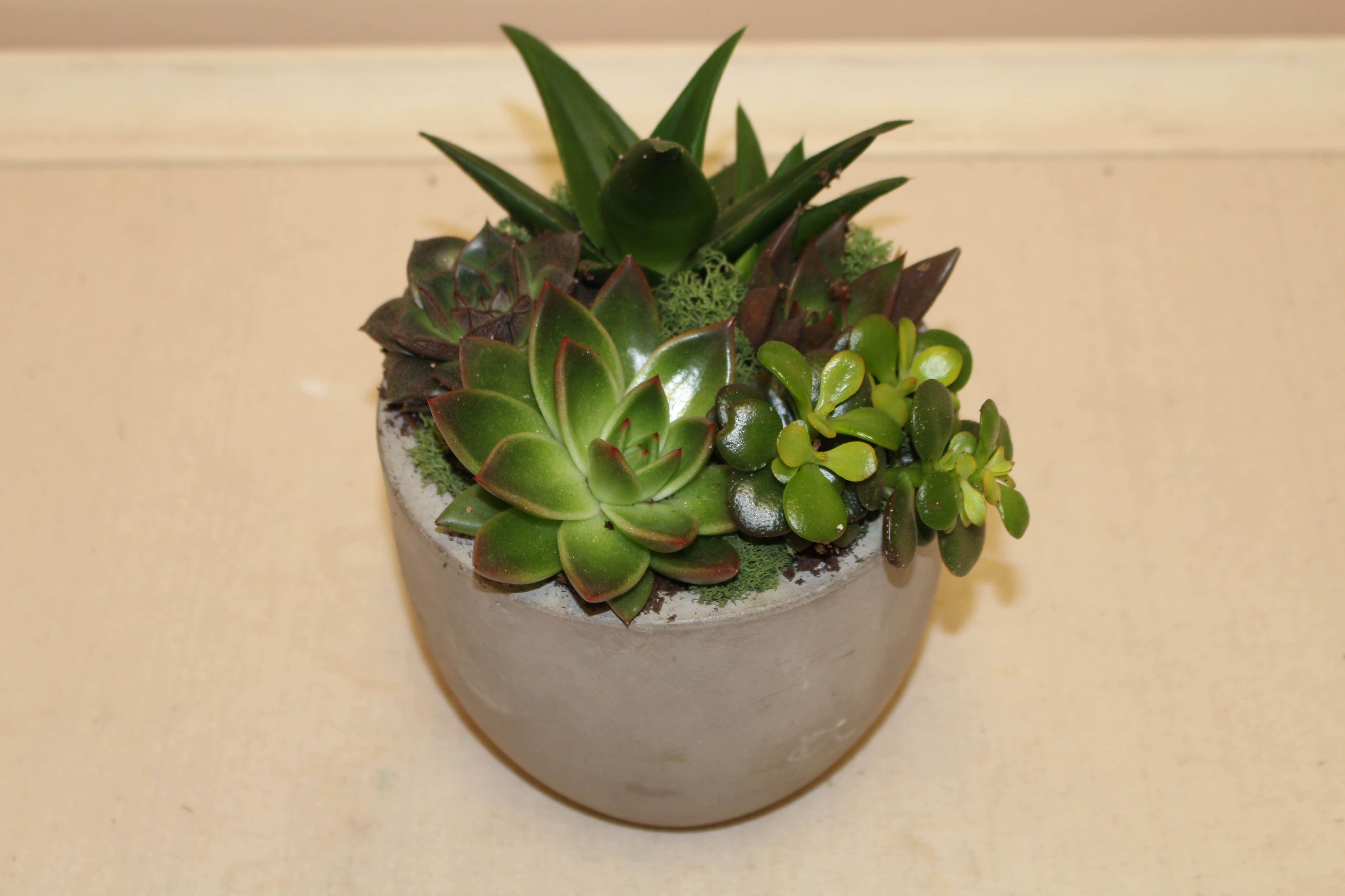 succulent garden bowl - In a grey cement container are succulents filled.  A long lasting piece that is easy to care for.  A great gift