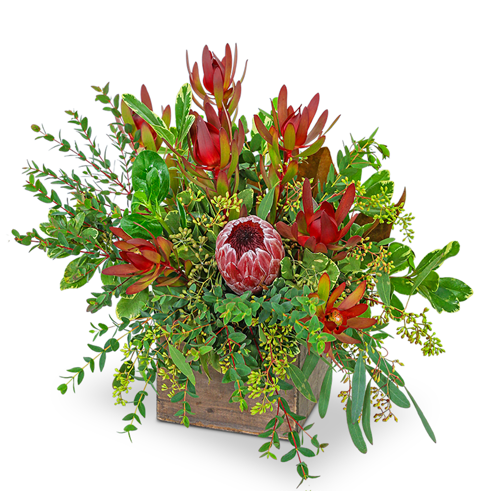 Wild and Lush Protea - Wild and Lush Protea is a beautiful flower arrangement that captures the wild and untamed spirit of nature. This unique arrangement features a variety of protea flowers combined with lush foliage. The bold textures and natural elements create a stunning and dynamic look, perfect for adding a touch of drama and vibrancy to any space. Whether you're looking to make a statement or simply bring the beauty of the outdoors inside, Wild and Lush Protea is a great choice.
