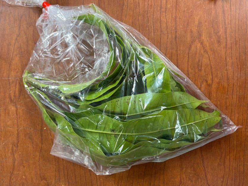 Mango Leaves - 10-12 mango leaves pack