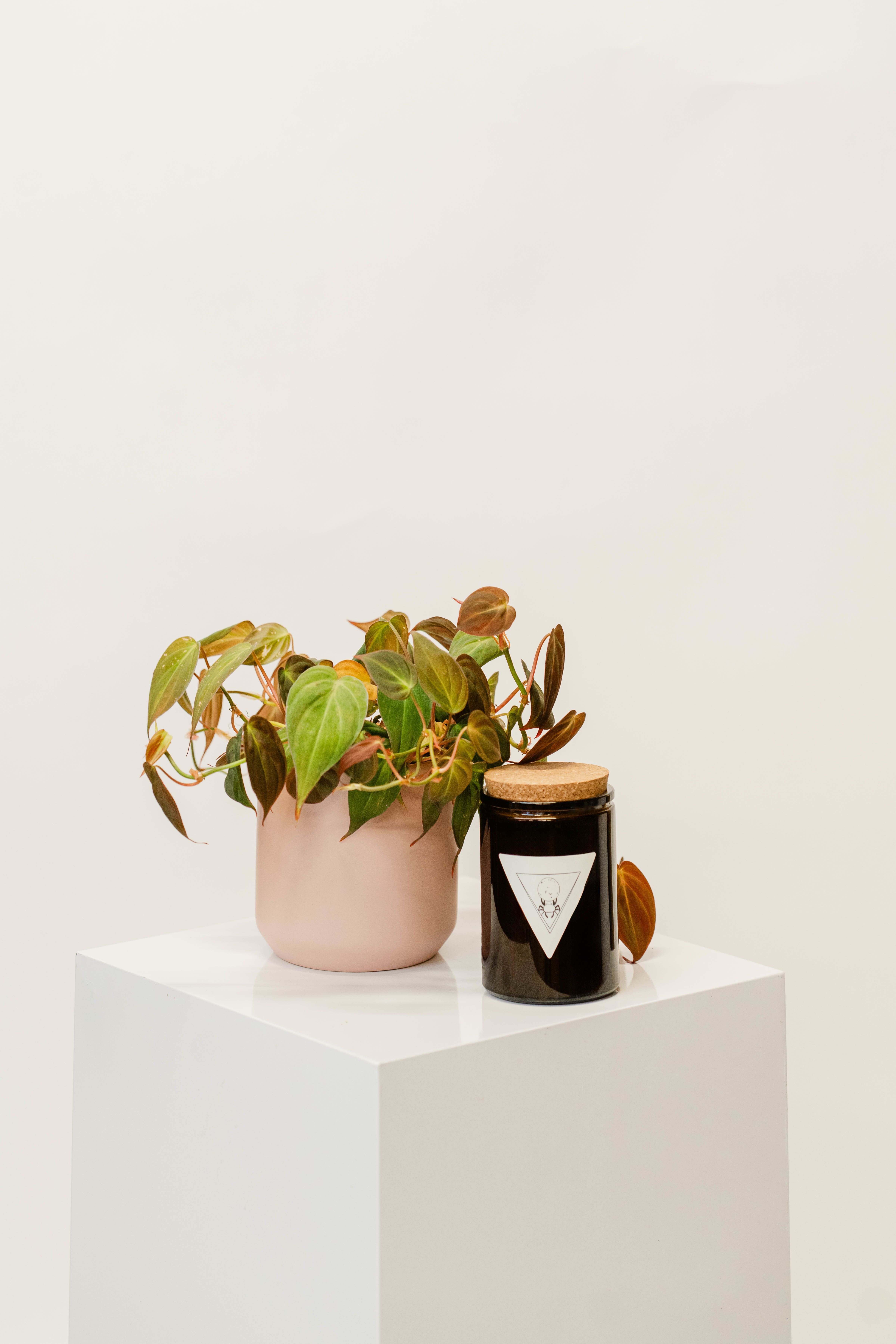 Medium Plant + Candle Bundle - medium sized potted plant bundled with a That Witch Apothecary candle