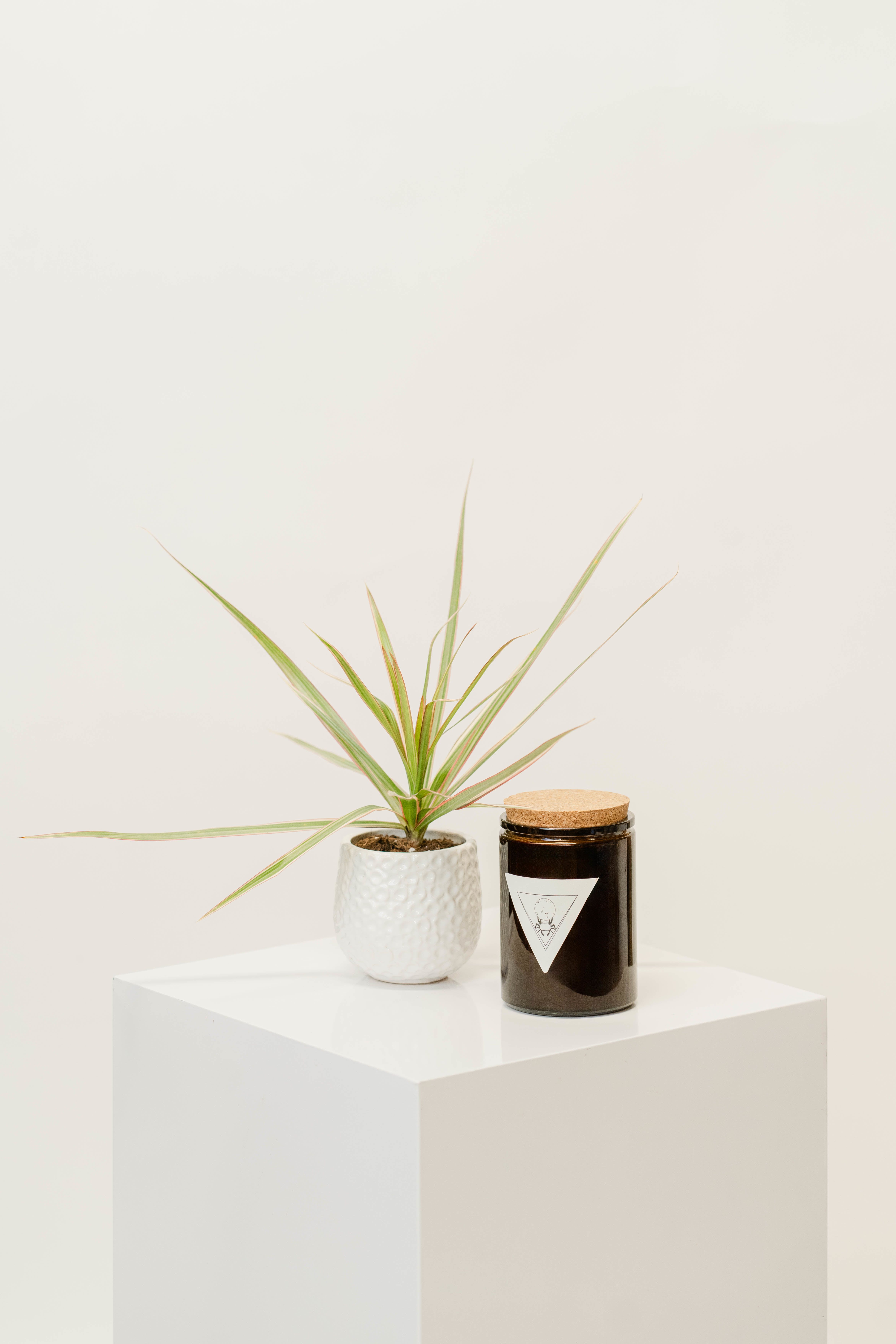 Small Plant + Candle Bundle - small potted plant bundled with a That Witch Apothecary candle