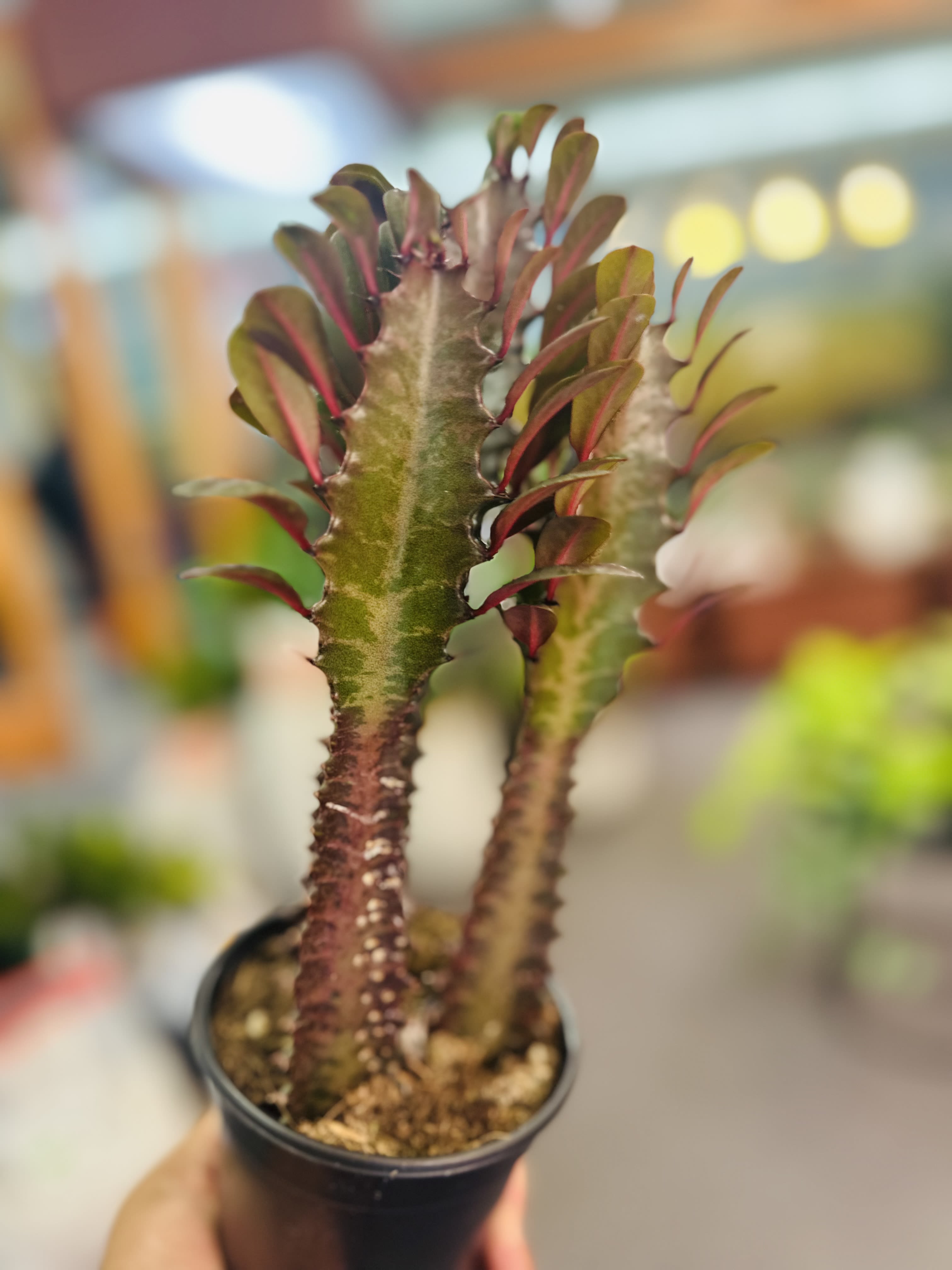 Euphorbia/African Milk - Rare Cactus 