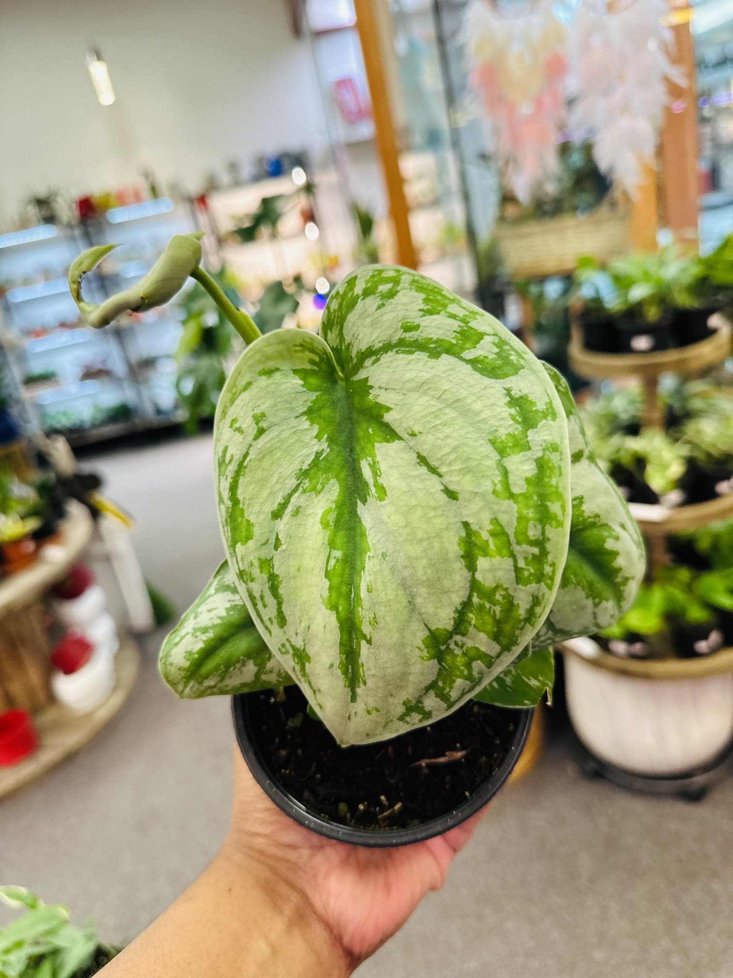 Scindapsus Exotica Scindapsus Exotica - Scindapsus has stunning velvet-like leaves with beautiful shimmering patches of silver variegation. Light: Bright indirect sunlight Water: They like the soil to be relatively dry before the next watering Pet Friendly: No
