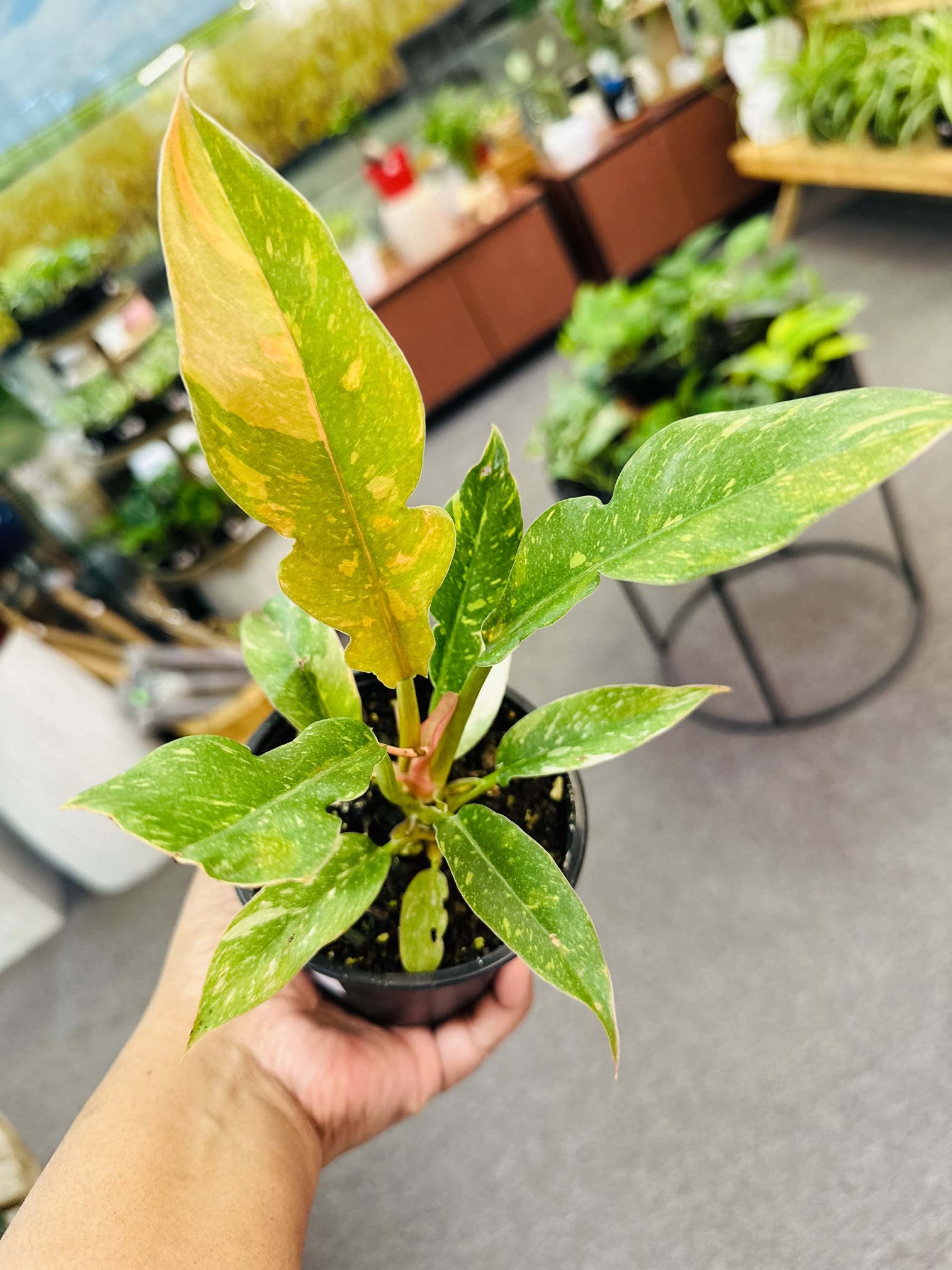 Philodendron Ring of Fire Variegata Philodendron Ring of Fire Variegata - Hardy, resilient, and with beautiful, vibrant leaves, the rare philodendron ring of fire is a well-regarded plant that can easily become a signature piece in any room of your home. Light : Must receive bright and indirect light. Water when the soil feel dried out. Pet Friendly : No
