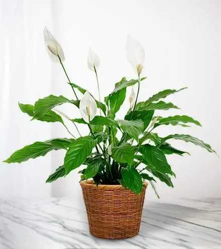 Peaceful Reflections (Peace Lily) - Offer comfort and tranquility with our Peaceful Reflections Plant. Also known as the Peace Lily, this elegant plant features graceful white blooms that rise above lush, dark green foliage. Set in a classic woven basket, it exudes a sense of serenity and calm, making it a perfect expression of sympathy or a thoughtful gift for any occasion.  The Peace Lily is known for its air-purifying qualities and low-maintenance care, making it a lasting tribute that brings comfort and beauty to any space. Its timeless elegance and symbolic representation of peace and rebirth make it a meaningful gesture during times of remembrance or healing.  Let the Peaceful Reflections Plant be a living tribute that honors cherished memories and brings solace to loved ones. 