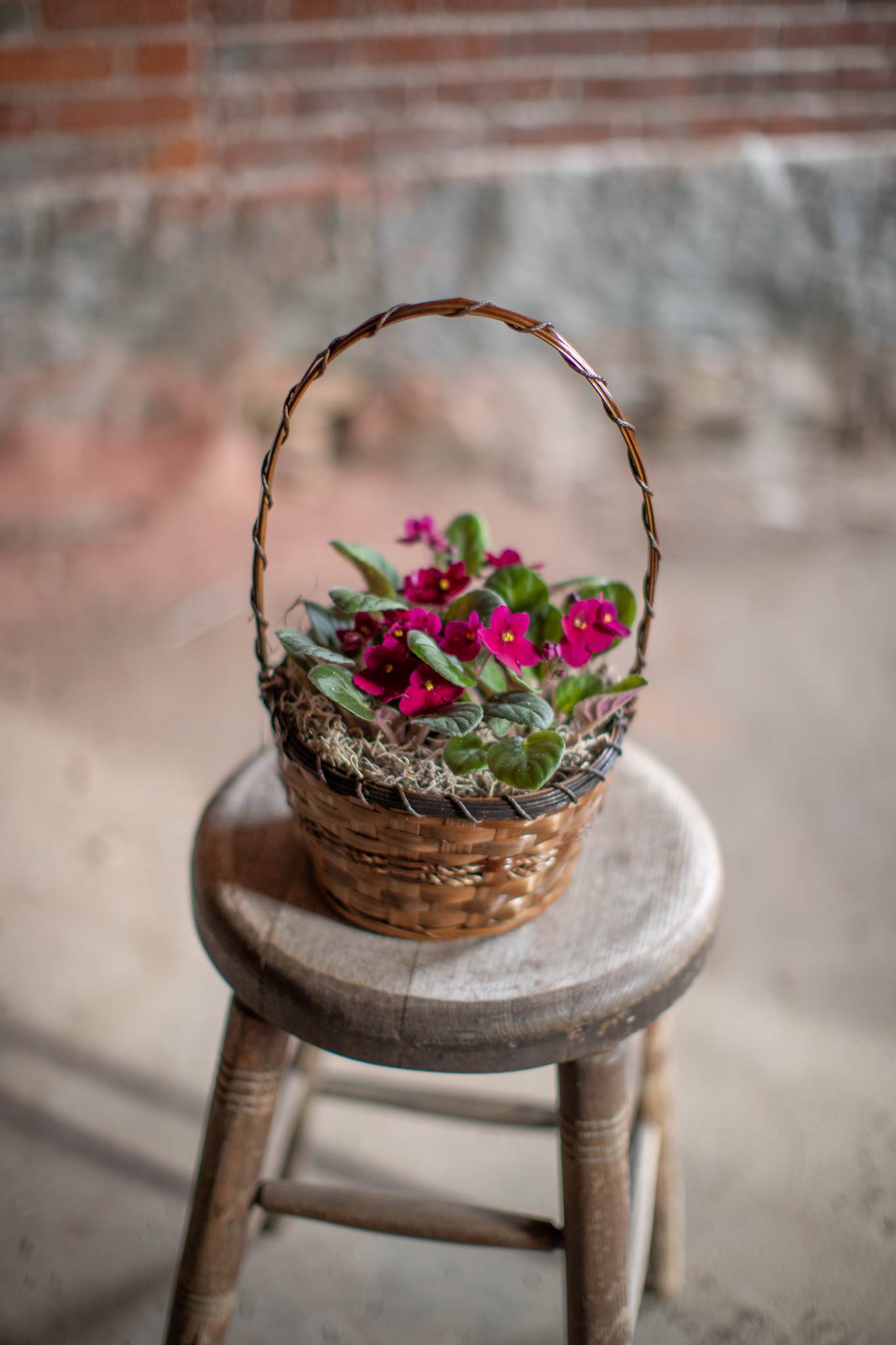 Basket of Violets - Adorable African Violet plants are arranged in a woven wicker basket. Finished with Spanish moss. A perfect plant combination for a pop of color. Upgrade to deluxe pricing for the addition of butterflies, bees birds or other seasonal element and a handcrafted bow in a coordinating color.