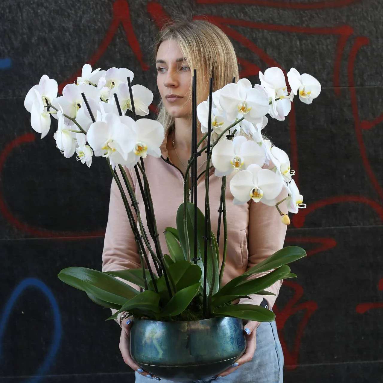 Orchid plants - White 8 stems of orchid plant in the pot.