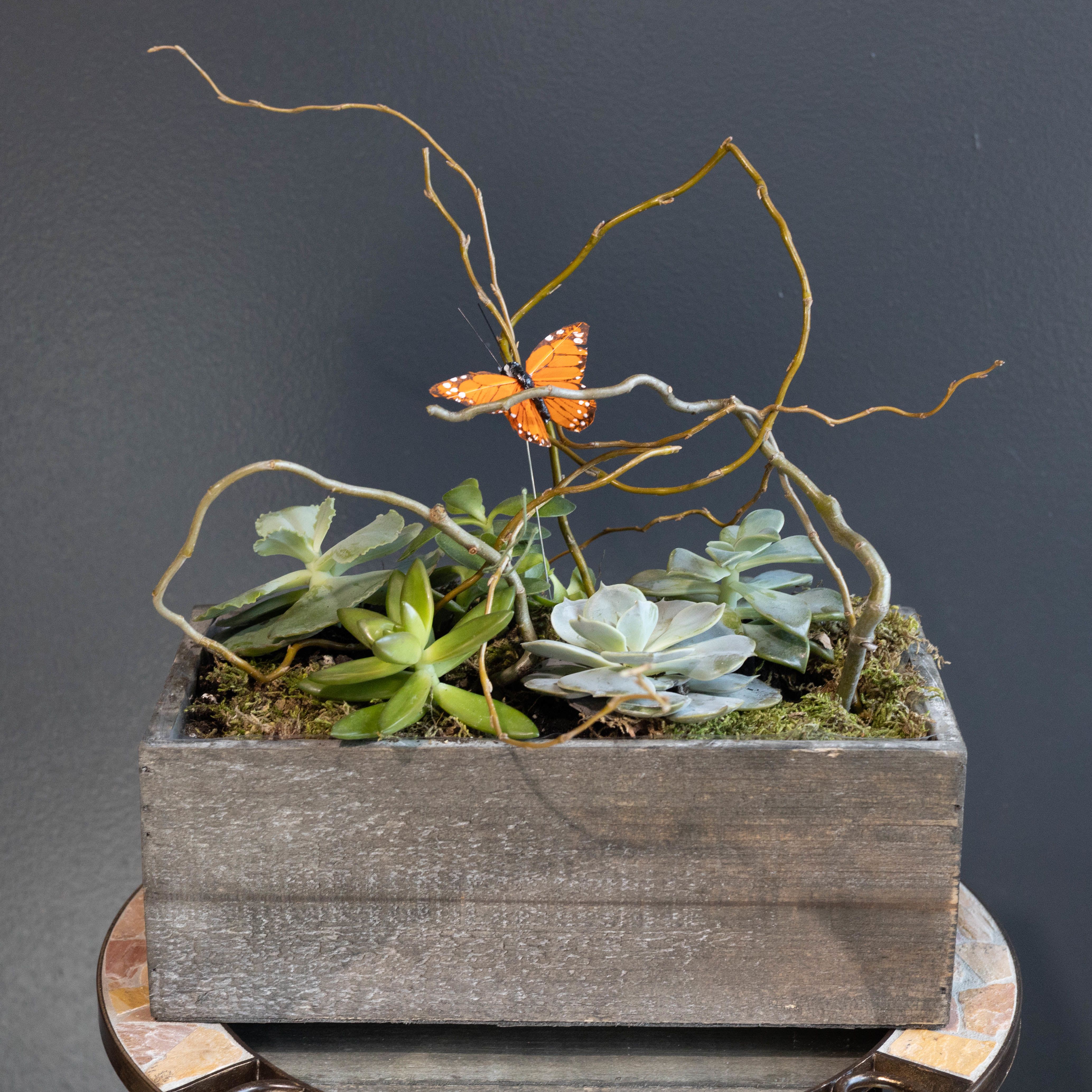 Monarch's Remembrance Garden - &quot;Monarch's Remembrance Garden&quot; is a serene succulent arrangement, carefully curated to offer a lasting tribute. A delicate monarch butterfly peacefully rests amongst a collection of resilient succulents on a curly willow branch. Each plant, chosen for its enduring beauty, symbolizes the strength and lasting memory of a cherished life. This arrangement offers a living testament to the enduring spirit.