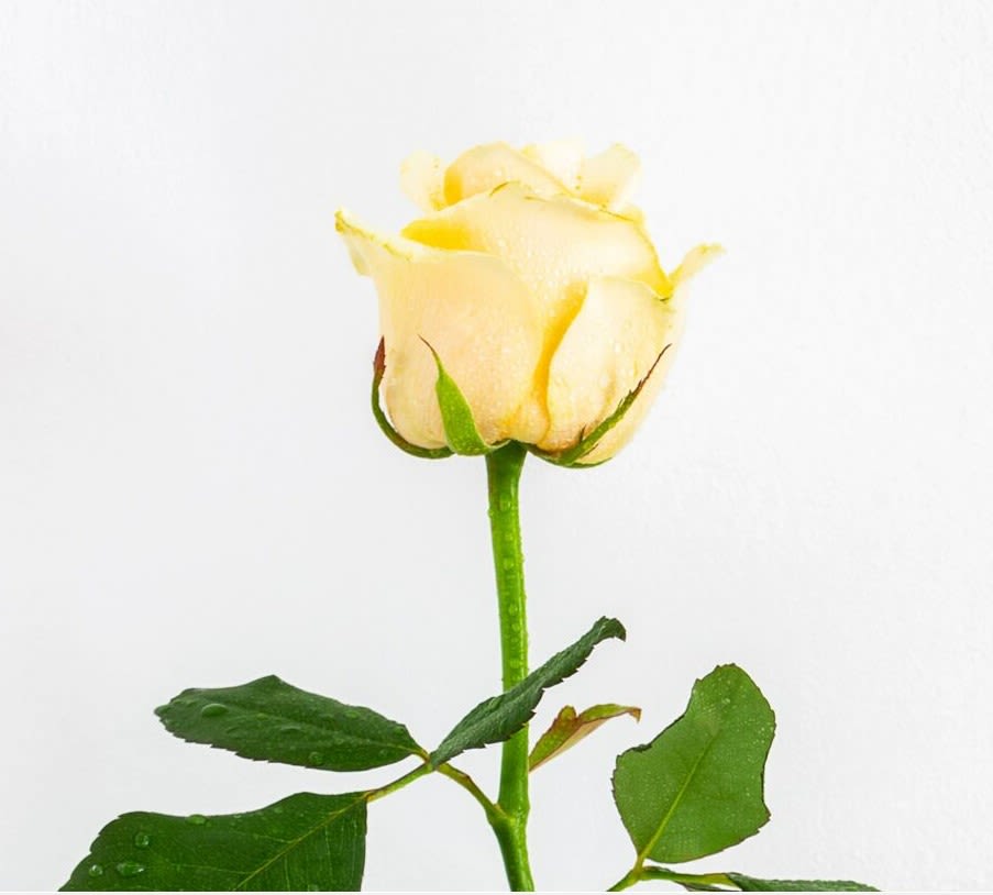 Single Rose - A single long-stemmed rose stem 