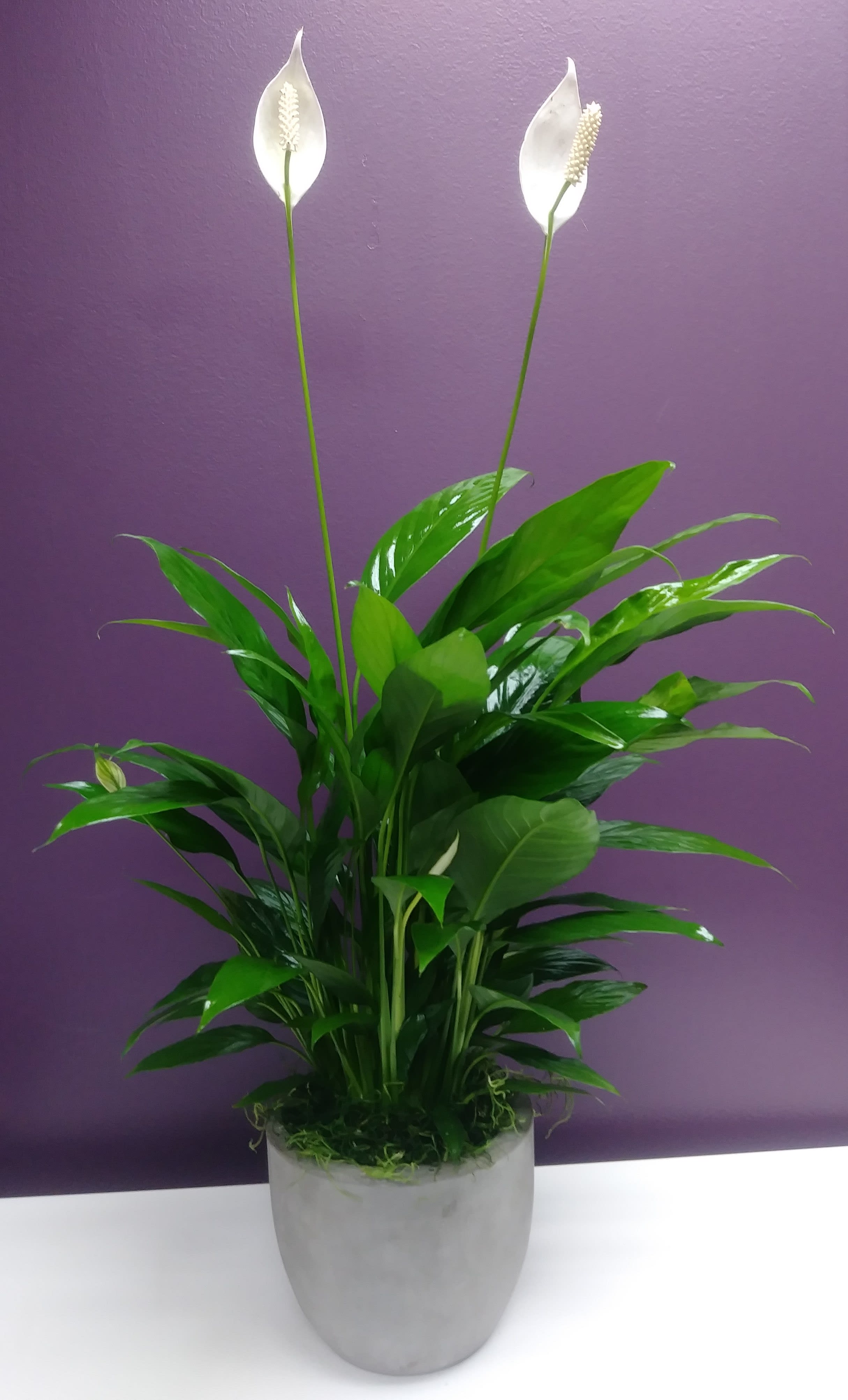 Simply Elegant Spathiphyllum - Give peace a chance! Also known as the Peace Lily, the spathiphyllum plant enchants everyone with its glossy, graceful leaves and stunning white flowers. This long-lasting gift is a wonderful way to send your sympathy, or to brighten up a lucky man's day. Also makes a great corporate gift!