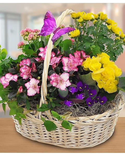 Blooming Plant Basket - Give a blooming garden basket that will last long after the holiday to remind them of you love and care for them. We featured a butterfly on the handle of a white washed wicker basket filled with lovely, blooming plants. Plants will vary. 