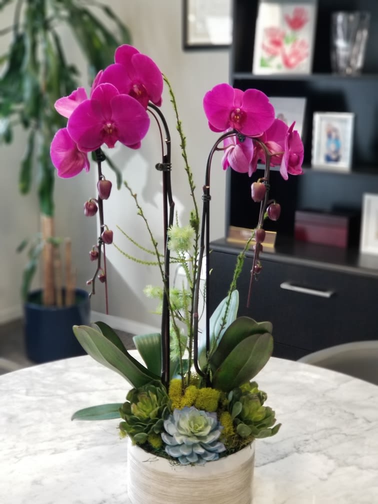 Orchid Designer Series - Two orchids in nice pot w/ assorted decor