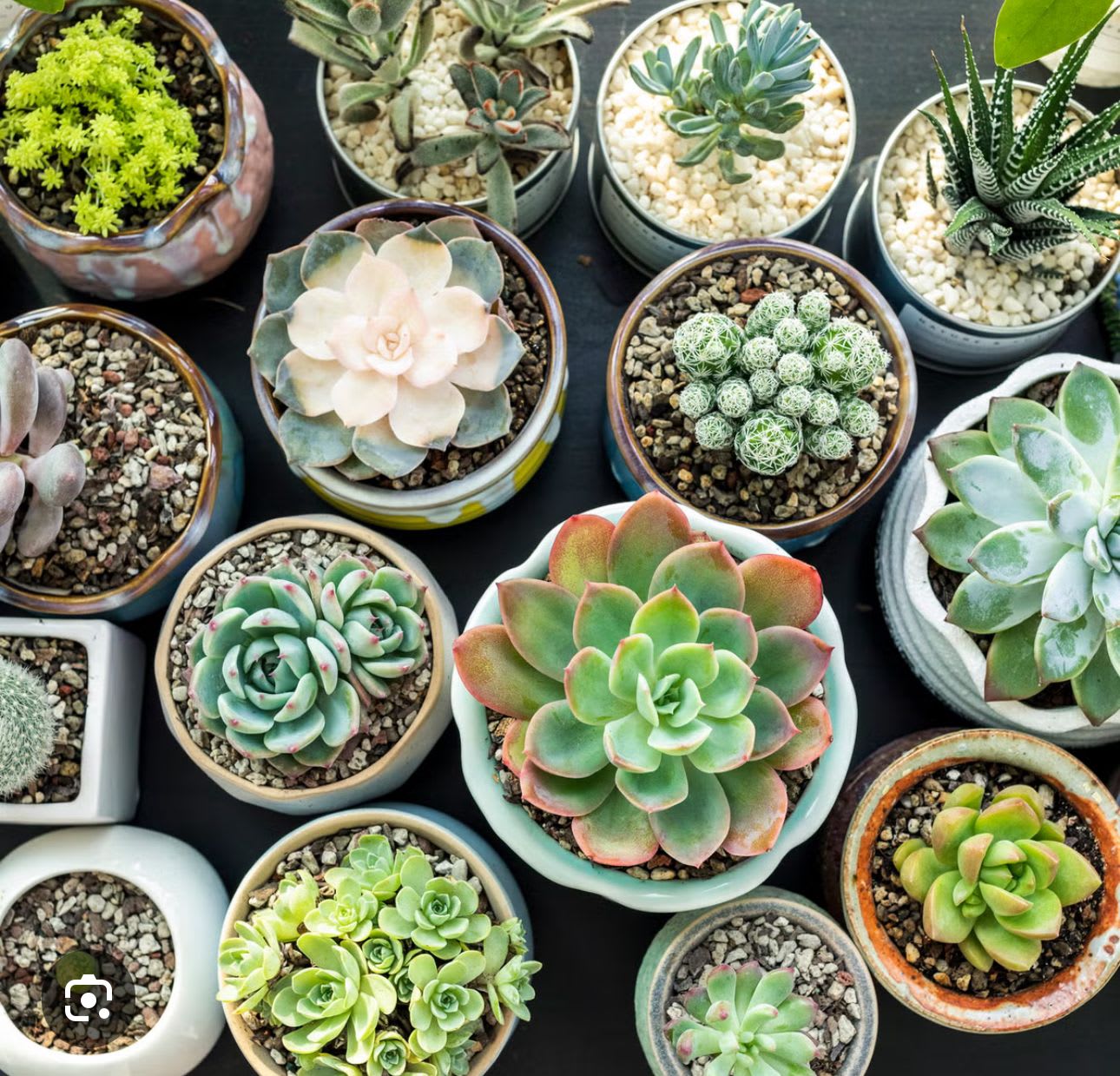 Sassy Succulents Class - Sassy Succulents Get your hands dirty and your creativity flowing in this fun, laid-back class all about succulents! You’ll design your own mini garden using a variety of unique succulents, decorative toppings, and cute containers. We’ll guide you through care tips and styling tricks to keep your creation thriving. Perfect for plant newbies or seasoned plant parents—just bring your sass, we’ll bring the soil!
