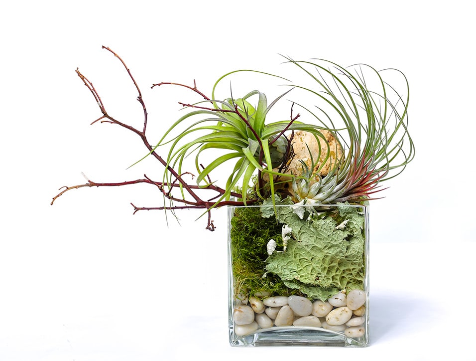 Air Plant Arrangement Air Plant Arrangement