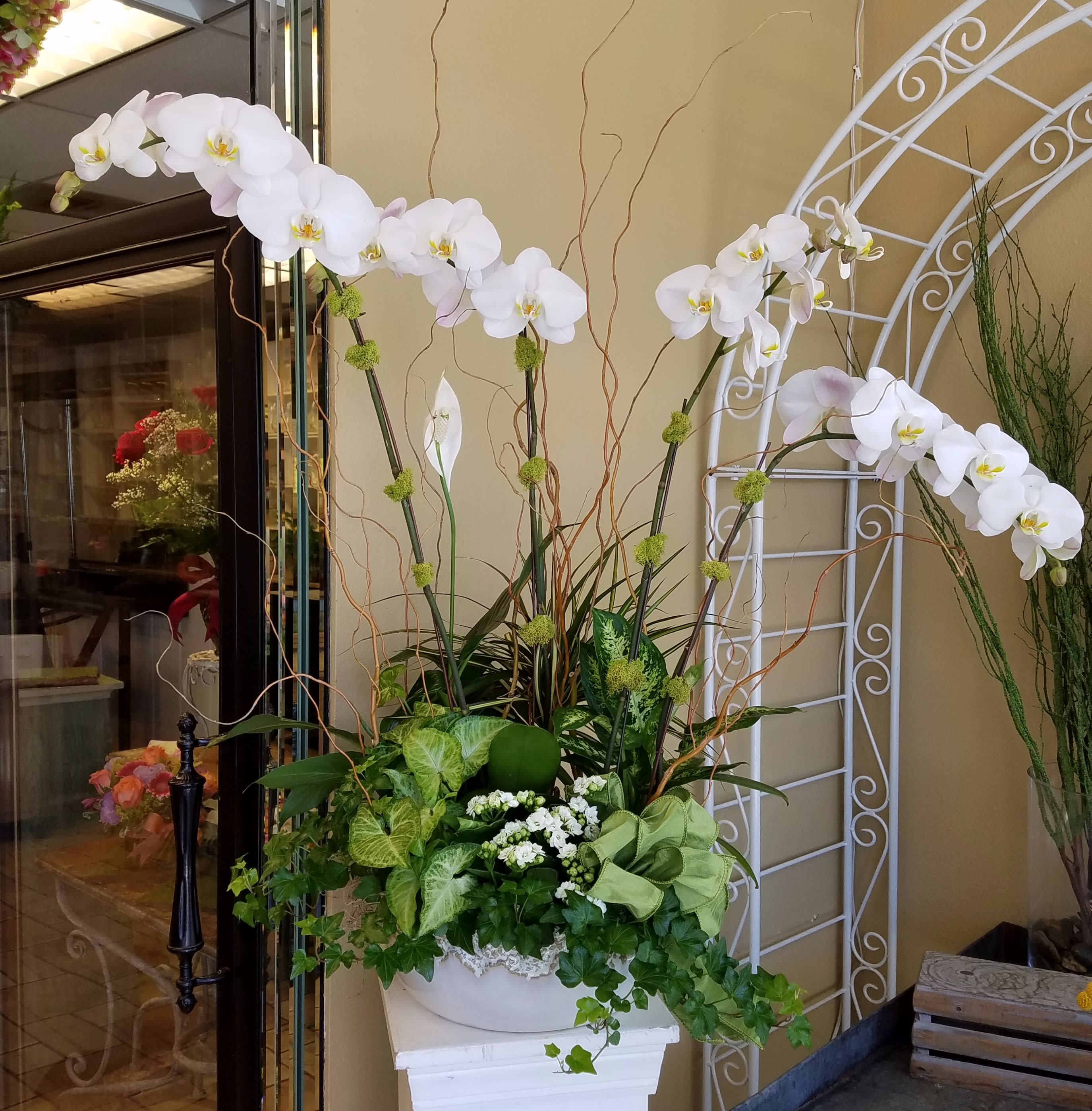 Orchid Oasis - Two gorgeous Phalaenopsis Orchids plants potted in a white ceramic container with a mixture of indoor green plants along with a white kalancho.