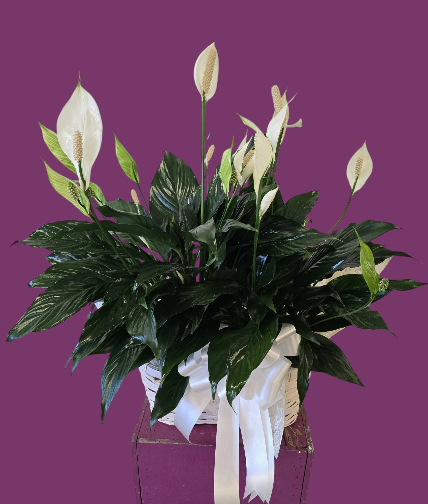 Plants in peanut basket Plants in peanut basket - Perfect for so many occasions! They'll be sure to love this planter decorated with fresh cut flowers and matching bow!