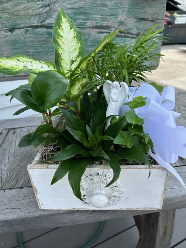 Angel in Heaven Dish garden - Angel in heaven garden assorted green plants with a ceramic angel pic arranges in a white wooden box