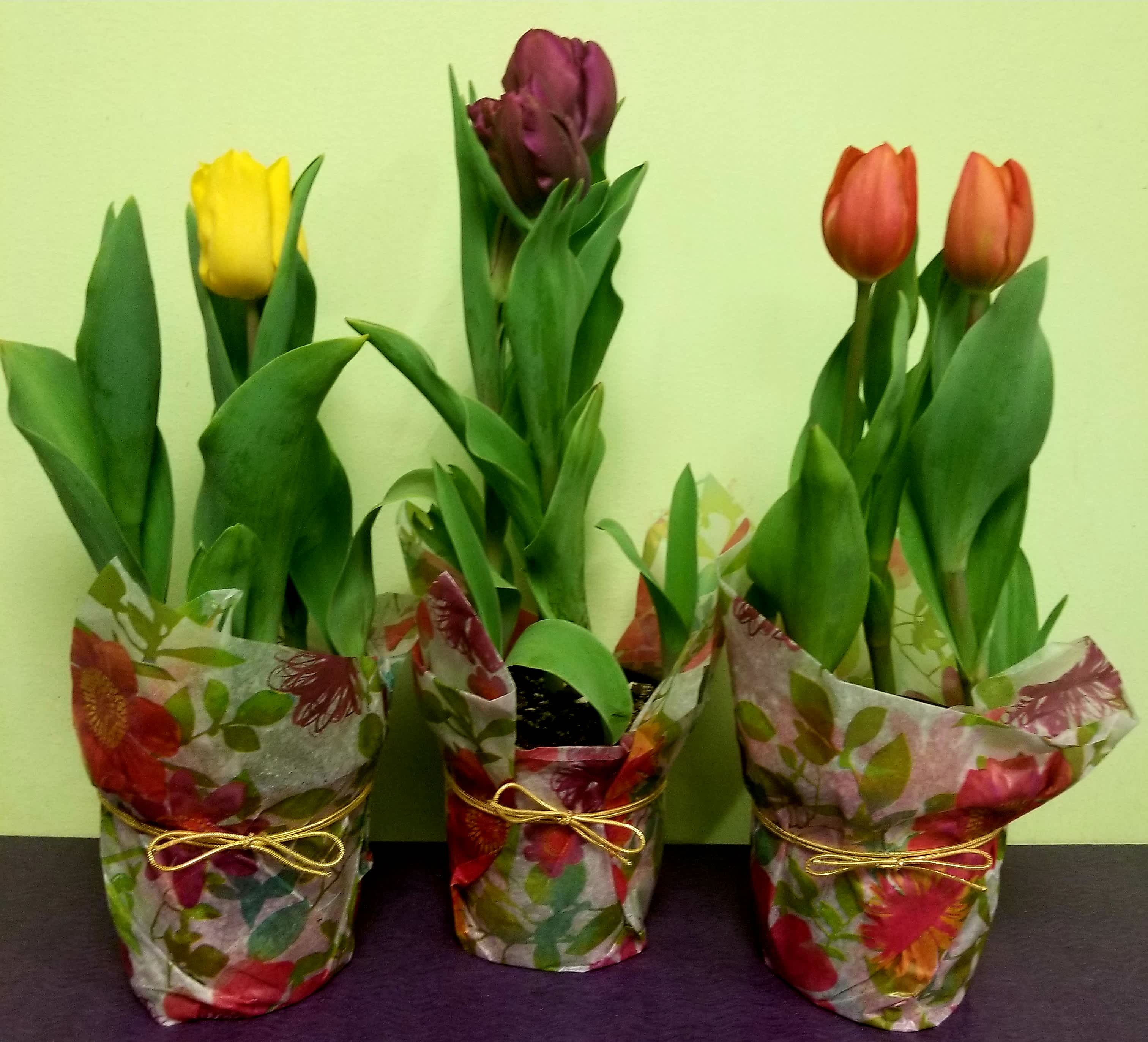 Small Tulip Plant (Assorted Plant) - This is apart of our Easter Catalog. A great plant to plant outside. Comes in a single 4 and a half inch pot size and stands a little over a foot tall.